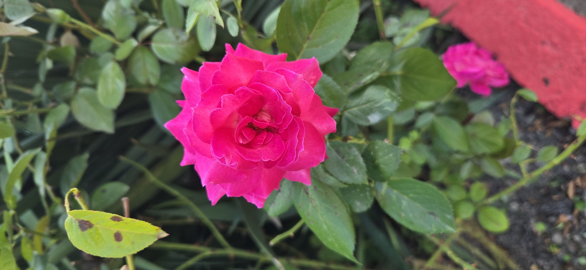 The image shows a close-up of a vibrant pink rose in bloom. The rose is the primary subject, with its petals unfurling in a spiral pattern, showcasing a rich, saturated pink color. The background is composed of lush green foliage, suggesting a garden setting. Some leaves in the foreground show signs of slight discoloration or spotting. To the lower right of the frame, a small portion of a bright red object, possibly a planter or edging, is visible. In the background, another pink rose, out of focus, can be seen. The overall lighting suggests it is daytime. The location is identified as Tel, Azerbaijan, implying this scene is situated within that city. There are no people or animals present in the image.