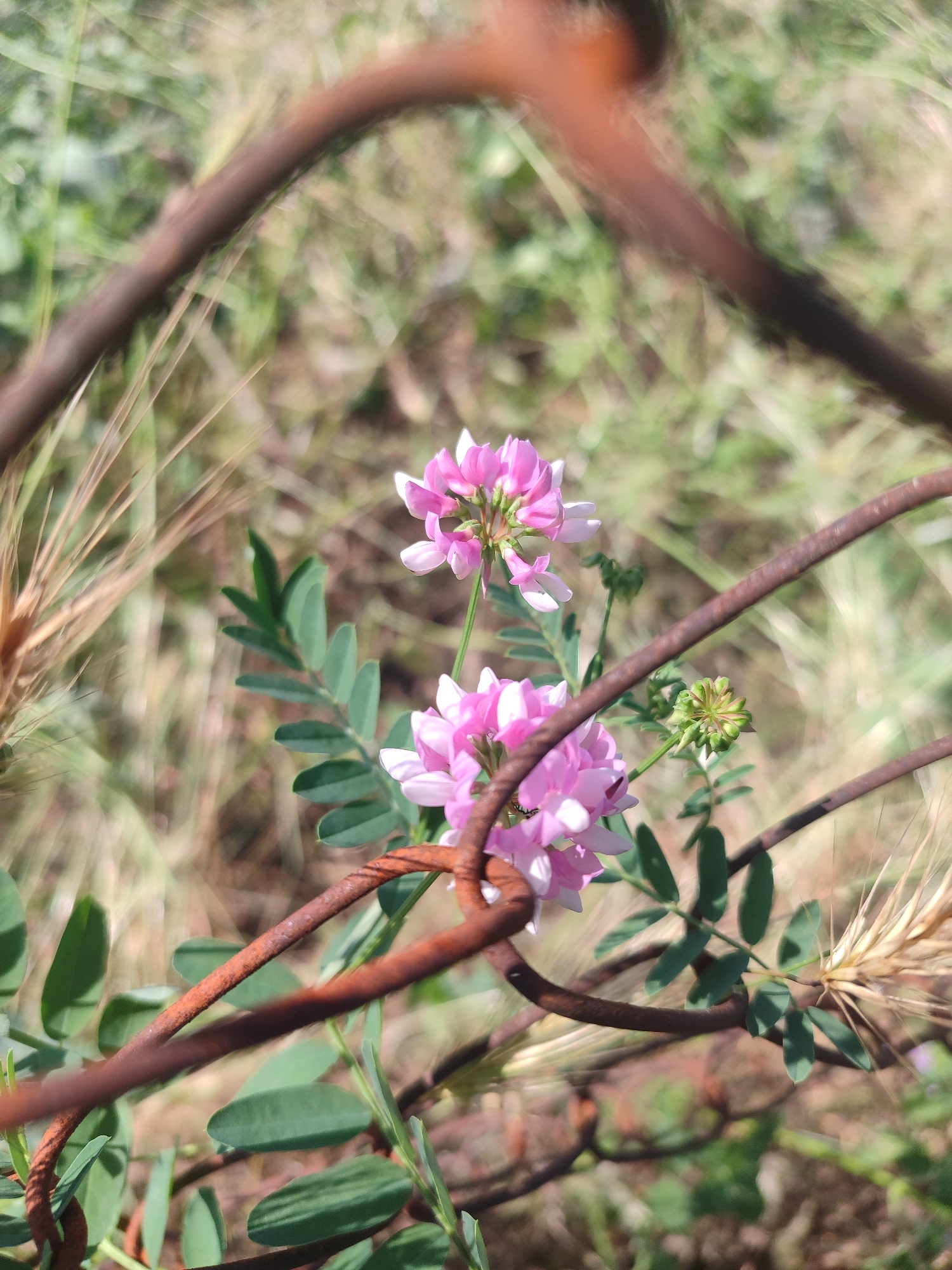 This is a close-up, slightly angled, eye-level, outdoor photograph of two clusters of small, pink flowers, likely of the clover family, blooming among green foliage and dry, brown grasses. The scene is partially obscured by two thick, rusty, brown wire strands that cross in the foreground, creating a sense of looking through a barrier. The flowers are delicate, with multiple petals per bloom, and appear to be in good condition. One cluster is higher and to the left, while the other is lower and to the right, with a closed bud between them. There are also some dry, wheat-like stalks visible on the left and right sides of the image. The background is blurred, suggesting a shallow depth of field, and consists of more dry grasses and some green vegetation, indicative of a natural, outdoor setting, possibly a field or meadow. The lighting suggests it is daytime, with the sun illuminating the scene from above, creating soft shadows. No people, text, or specific events are depicted. The overall impression is one of natural beauty, perhaps with a touch of neglect or wildness due to the rusty wire and dry grasses, set in a rural Ukrainian location.