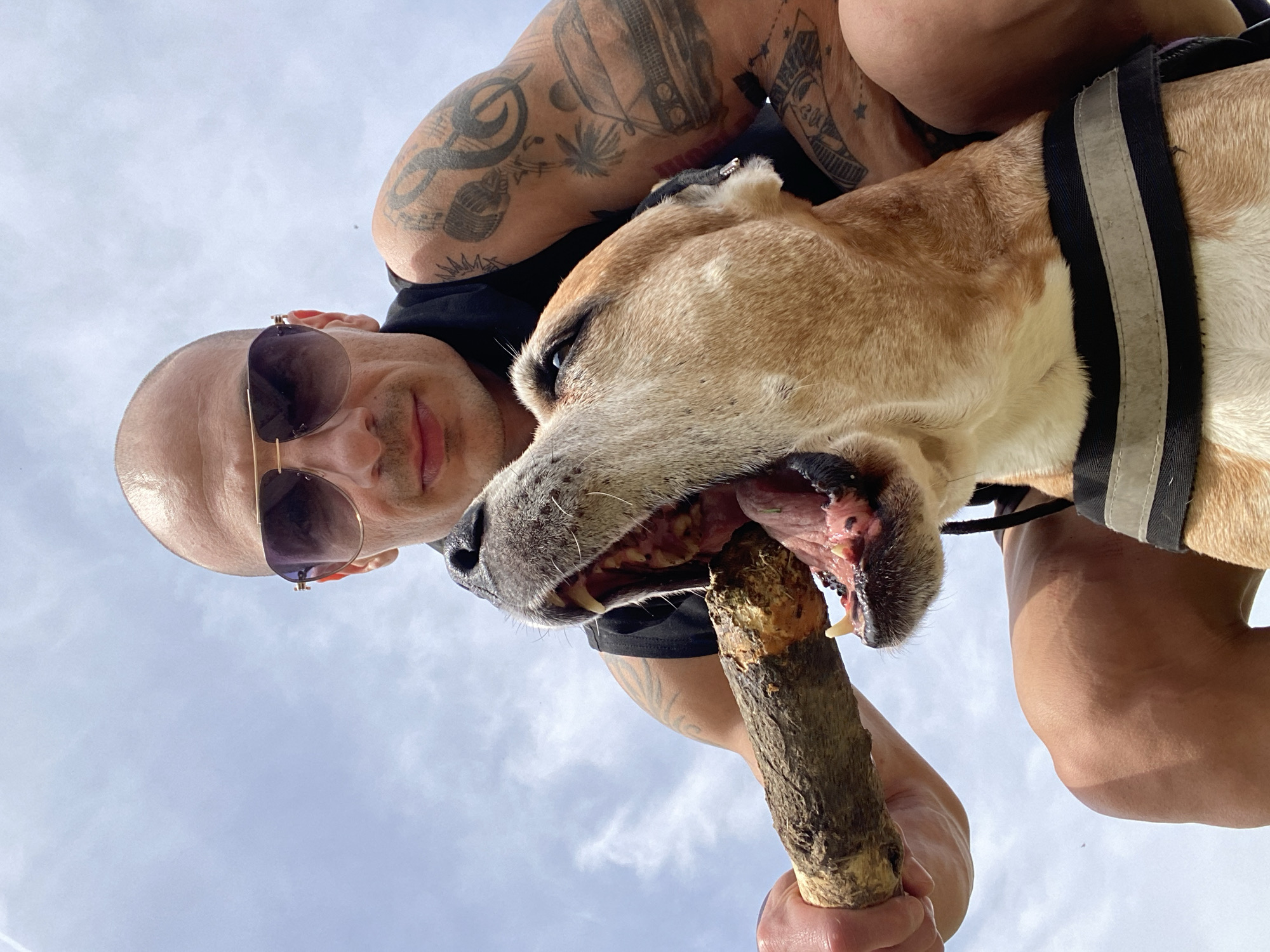 A low-angle shot depicts a bald man wearing sunglasses, holding a stick for a tan and white dog to chew on. The man has visible tattoos on his right arm. The dog is wearing a black harness with gray reflective stripes. The background consists of a light blue, overcast sky. The scene appears to be outdoors, possibly in a park or open space. The location in the city of Pleven, Bulgaria is undetermined from the image.