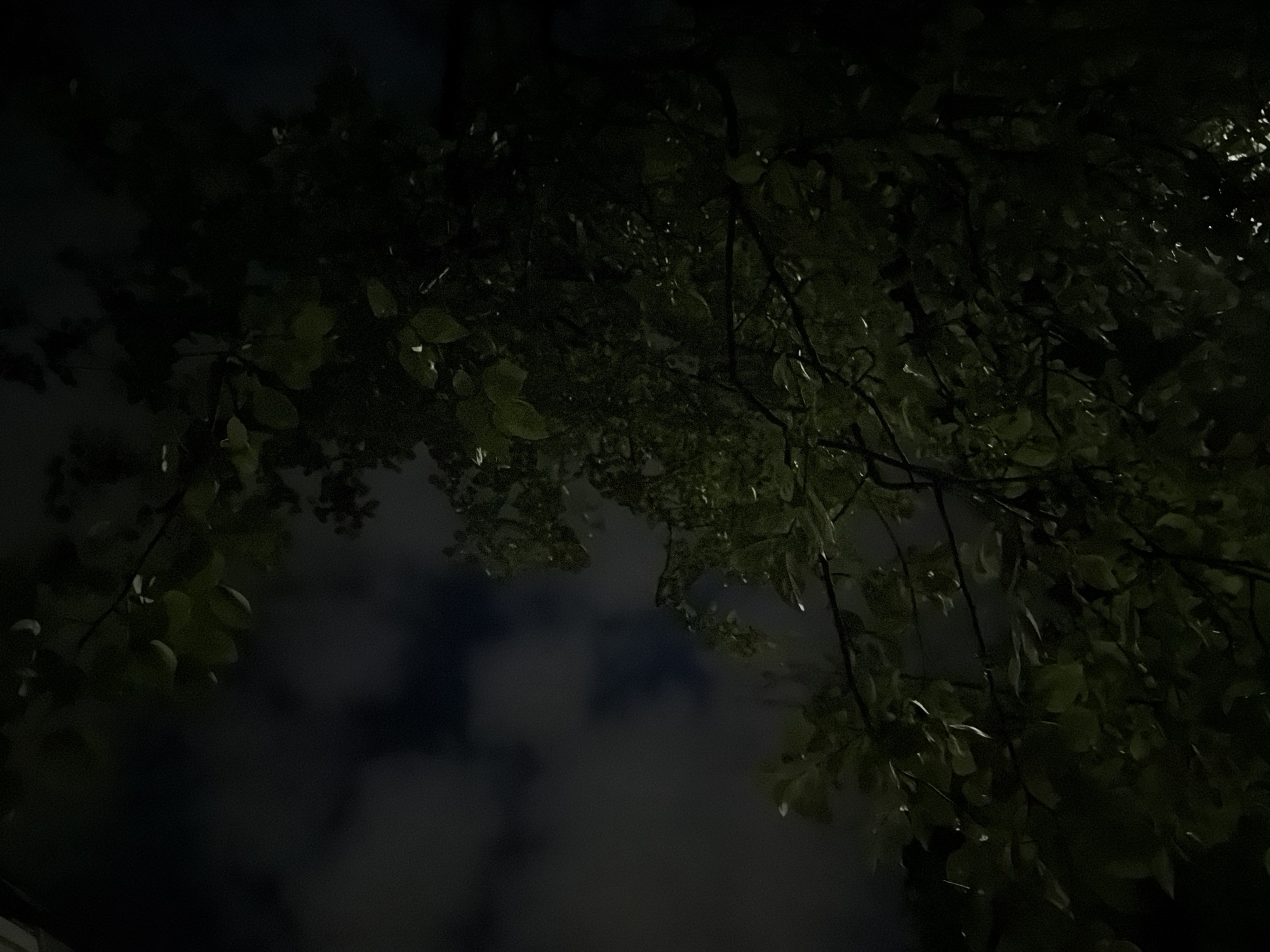 A low-angle shot captures the dark silhouette of tree branches and leaves against a night sky with clouds. The lighting is dim, with some areas of the leaves illuminated by an unseen light source, creating highlights and shadows. The overall impression is one of a natural scene at night in an urban setting, possibly a park or a street with trees. There are no people or obvious man-made structures visible in this frame.