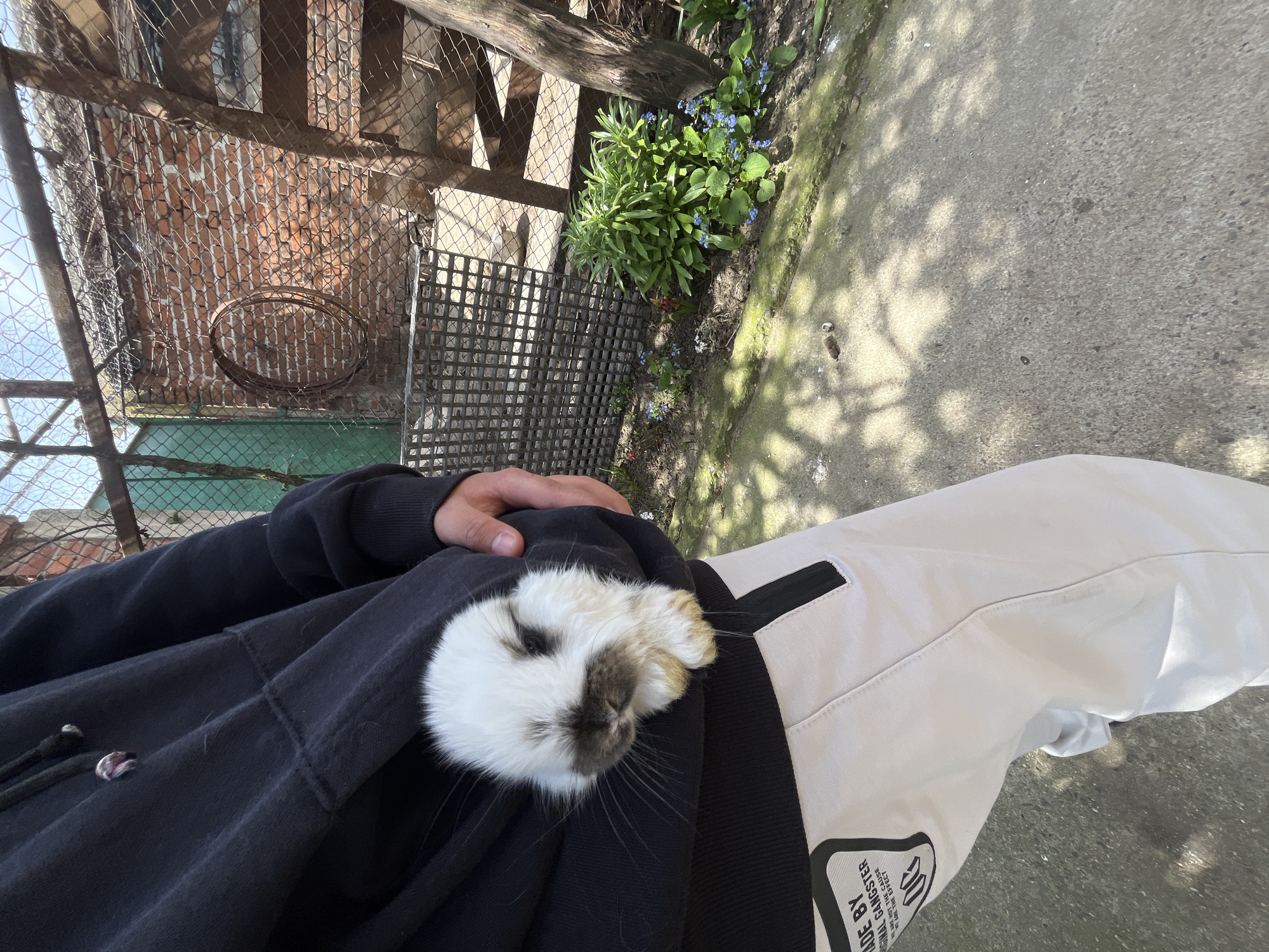 A person is holding a white and gray rabbit in their arms while standing outdoors. The person is wearing a black hoodie and light-colored pants with a black stripe. The background includes a brick building with a fence, some greenery, and a concrete path or sidewalk. The location is the city of Lozarevo, Bulgaria.