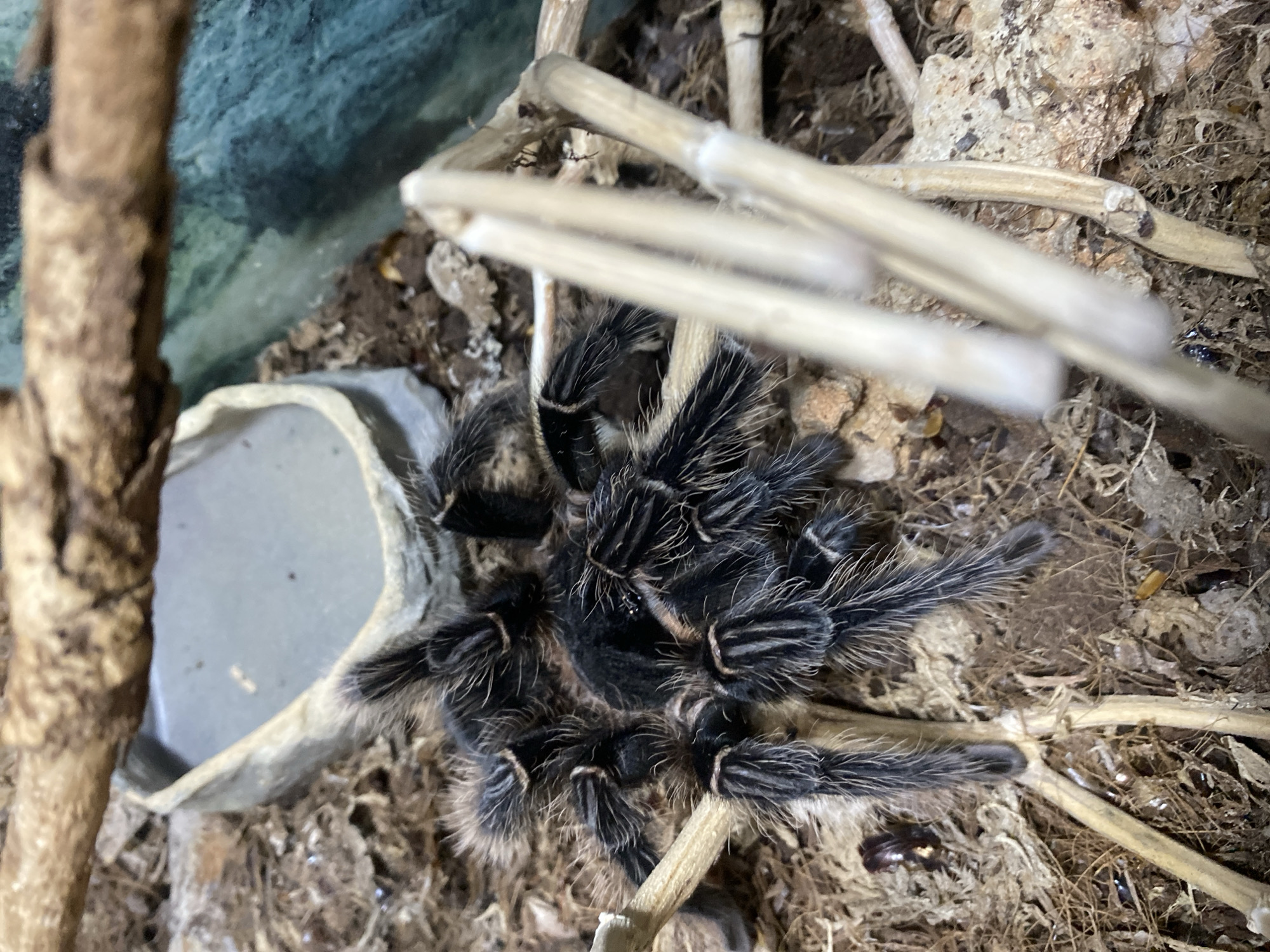 A tarantula with black and gray legs rests on a bed of dry leaves and twigs, its body dark and hairy. It is positioned in a terrarium, evident by the rocky substrate and a water dish visible in the upper left. A thin branch spans the top of the frame, and other dried plant stems are scattered throughout. The background shows a green, textured surface, possibly the glass of the enclosure. No specific location in Ufa, Russia can be determined from this image.