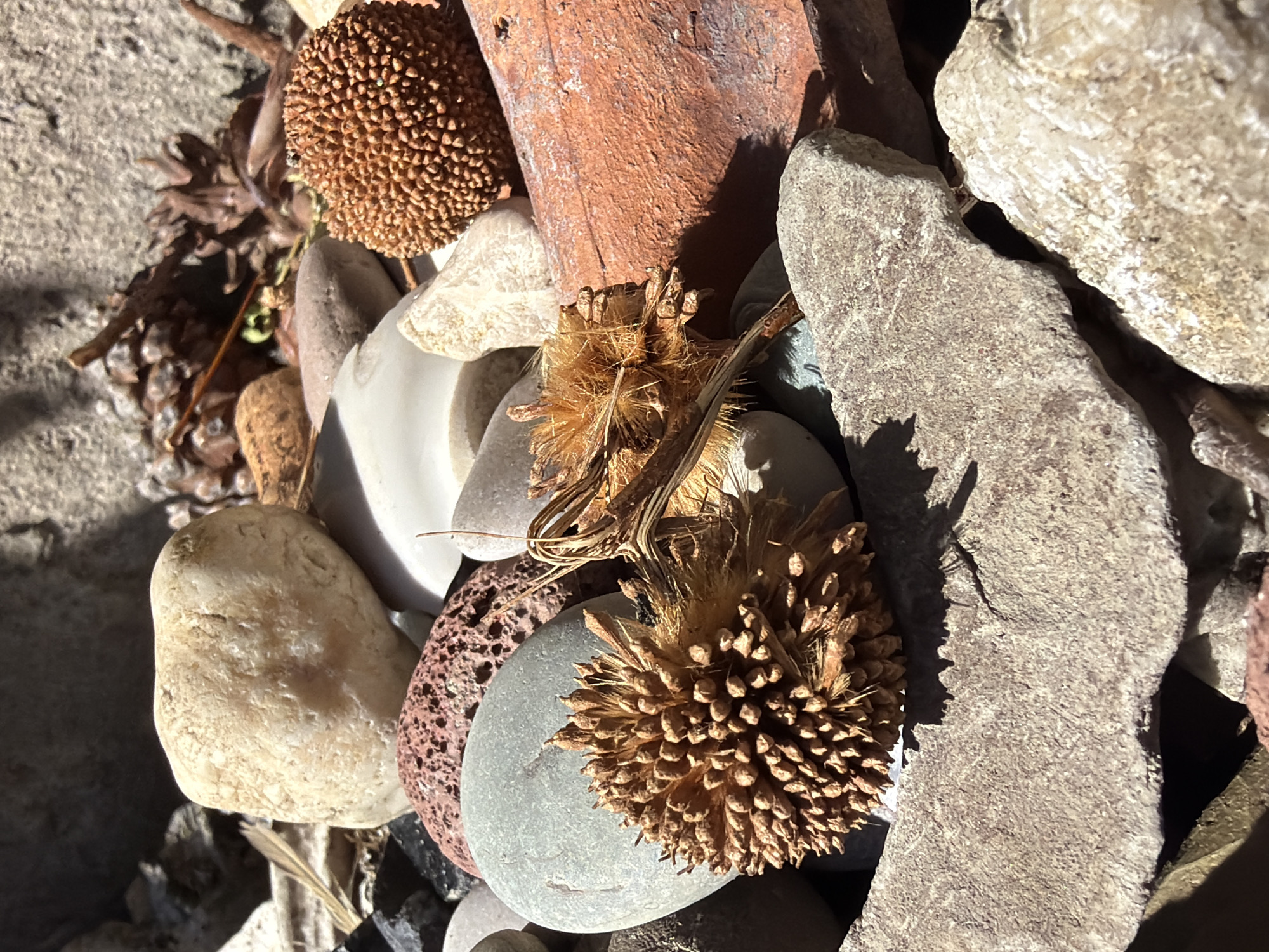 A close-up shot shows a pile of rocks, pebbles, and seed pods in sunlight. The objects appear to be outdoors. There are two spherical seed pods; one is brown and covered with small bumps, the other is brown with spiky protrusions. Various rocks in shades of grey, white, and red-brown are intermingled with the seed pods. A piece of reddish-brown wood is also present. The scene is likely in Tbilisi, Georgia, but there are no specific indicators to confirm this location.