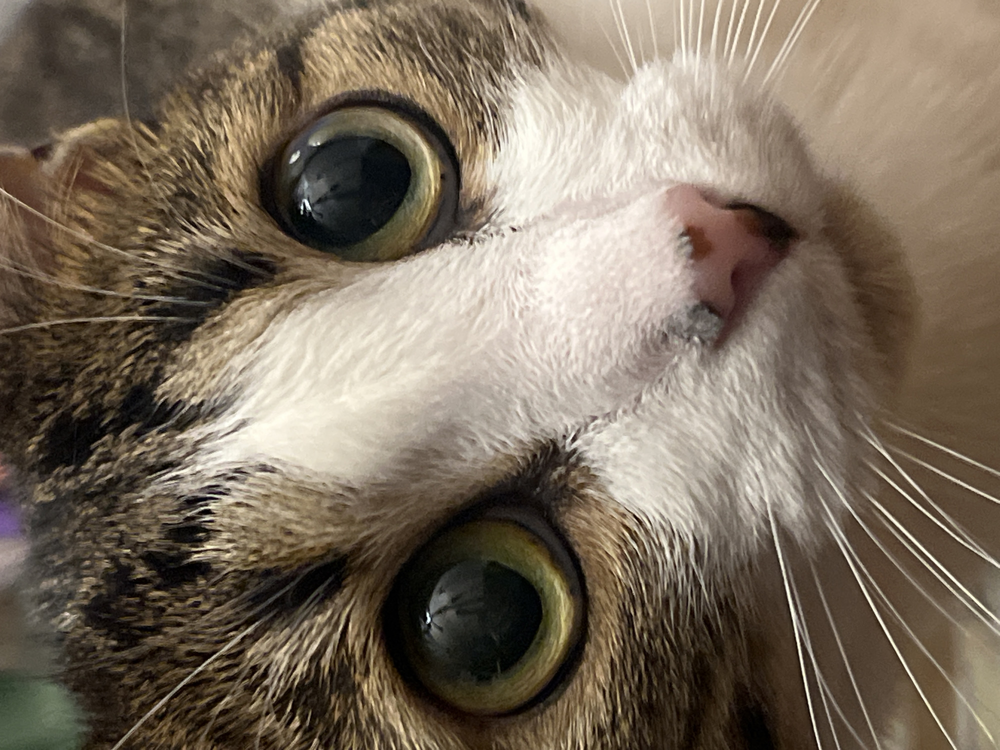 The image is a close-up, headshot of a domestic cat. The cat has brown, white, and black tabby markings. Its eyes are large and green with black pupils. The cat's nose is pink with a small black marking. Its whiskers are long and white. The background is blurred and appears to be indoors. There is no information provided about the location of this image in Moscow, Russia.