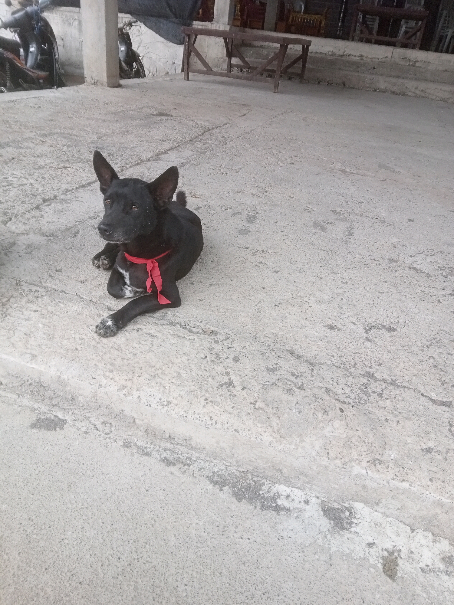 A black dog with floppy ears and a red ribbon around its neck lies on a concrete surface. The dog is facing left and its paws are crossed in front of it. The dog's fur is somewhat dusty. In the background, there are two motorcycles parked, one to the left of the dog and one further back. A wooden table is visible behind the motorcycles. The scene appears to be an outdoor, possibly a courtyard or alley, in Mendoyo, Indonesia. The concrete surface is textured and shows some signs of wear and tear. The lighting suggests it is daytime.