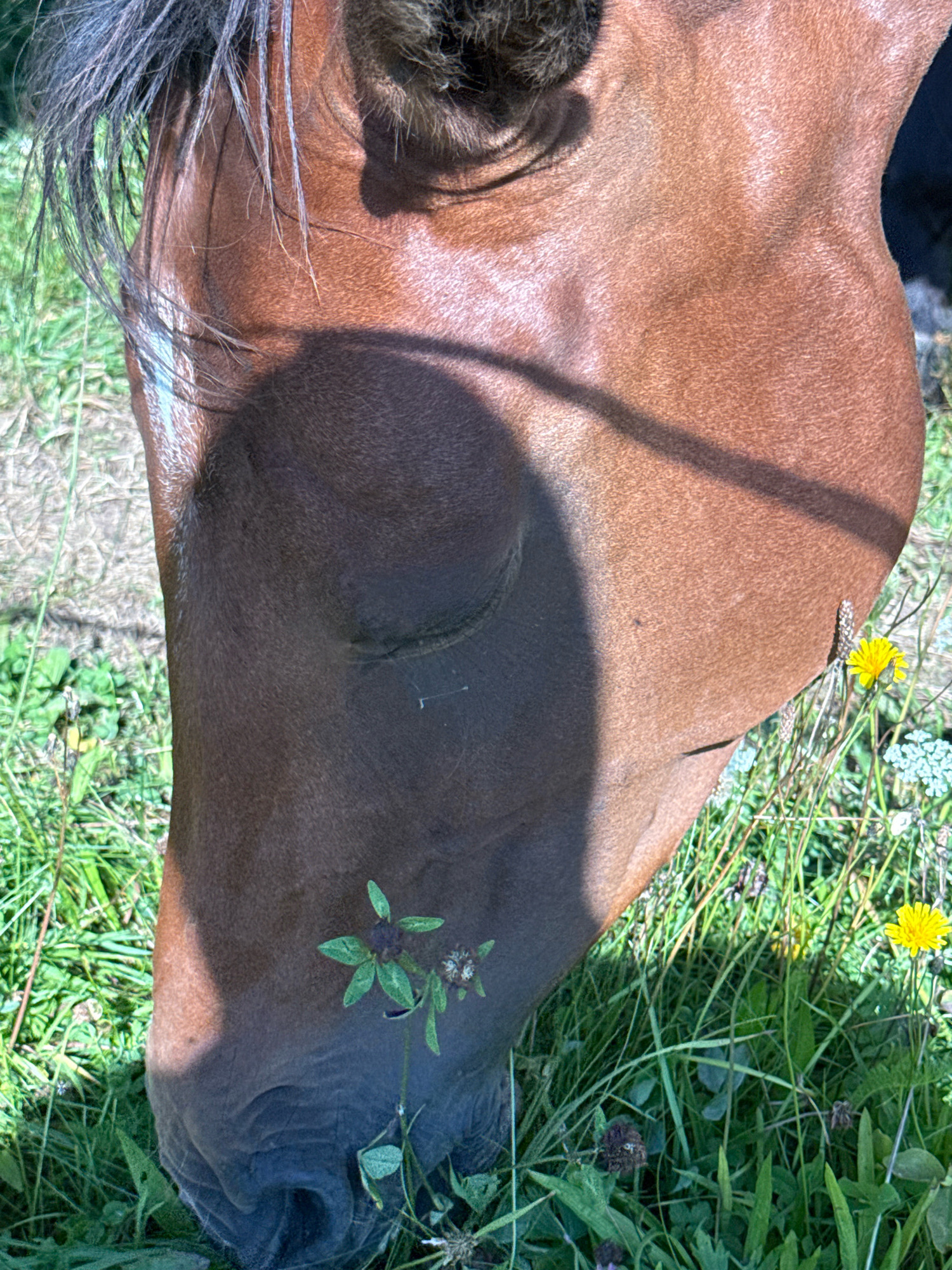 A close-up, outdoor, eye-level, medium shot captures the head of a brown horse grazing in a grassy field in Aukštieji Rusokai, Lithuania. Sunlight casts a shadow across the horse's face and body. A cluster of green clover with a small purple flower is visible in the foreground, near the horse's muzzle. Yellow dandelions are scattered among the green grass in the background. The horse's mane, dark brown and slightly unkempt, hangs over its forehead. The horse's left eye is closed, suggesting it is peacefully eating. The texture of the horse's fur is visible, with some areas appearing smoother than others. The scene is bathed in natural light, creating a serene atmosphere.