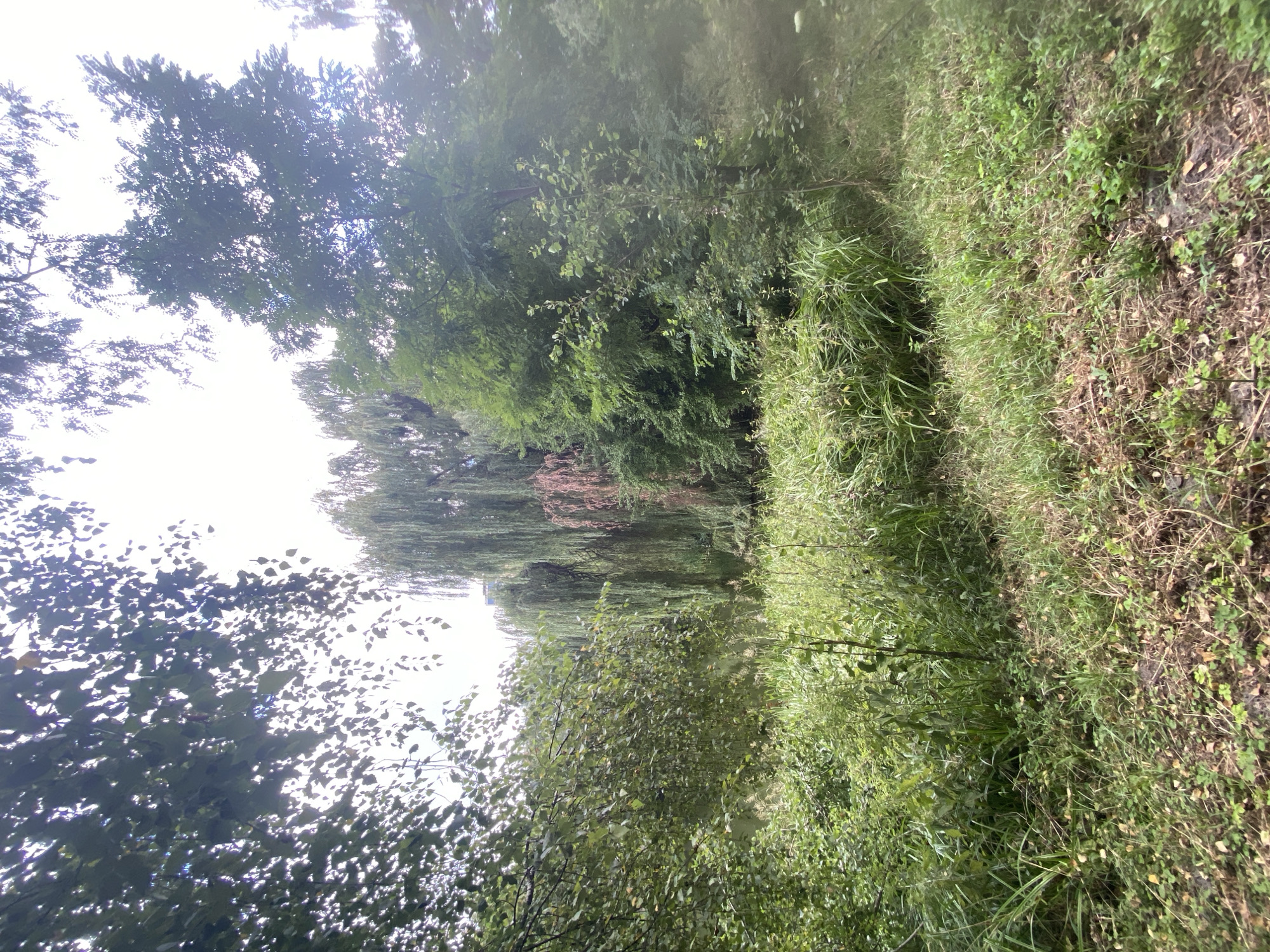 A medium-shot, eye-level outdoor photograph captures a natural, overgrown landscape featuring a variety of trees and dense vegetation. The foreground is dominated by a mix of dry grass and fallen leaves, with some patches of green clover. In the mid-ground, tall, thick grasses and green leafy bushes create a wild, untamed appearance. Behind this, a cluster of trees stands, with a prominent weeping willow on the left, its long, trailing branches reaching towards the ground. To the right of the willow, a taller, darker green tree is visible, and further back, another weeping willow with a reddish-brown trunk stands amongst the greenery. The background is a soft, bright sky, suggesting an overcast or hazy day. The image appears to have been taken in a park or a natural reserve within the city of Kyiv, Ukraine, likely in an area that has not been extensively manicured, showcasing a natural, somewhat wild environment.