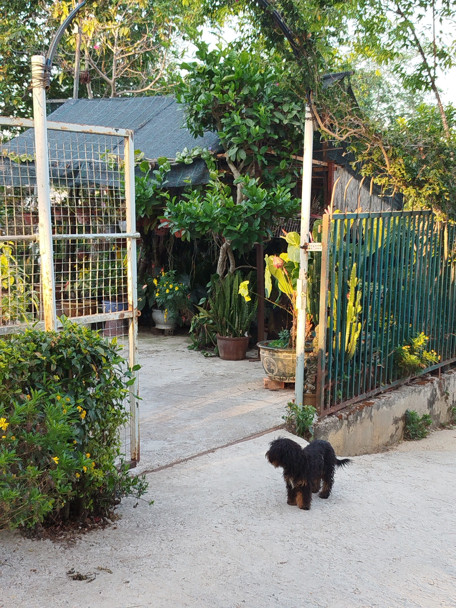 The image shows a small, black, mixed-breed dog with shaggy fur standing on a light gray concrete surface. The dog is facing away from the camera, towards an open gate that leads into a garden. The gate is made of metal bars with a wire mesh panel. To the right of the gate is a dark green metal fence with a short concrete base. A small bush with yellow flowers grows next to the left side of the gate.
Inside the gate, there is a variety of potted plants, including leafy greenery and yellow flowers. A small structure with a dark gray roof is visible in the background. The garden is lush and appears to be well-maintained.
The environment seems to be a residential area, possibly in the city of Da Lat, Vietnam, given the presence of tropical vegetation and the architectural style of the structure. The scene is peaceful and appears to be taken during daylight hours.
