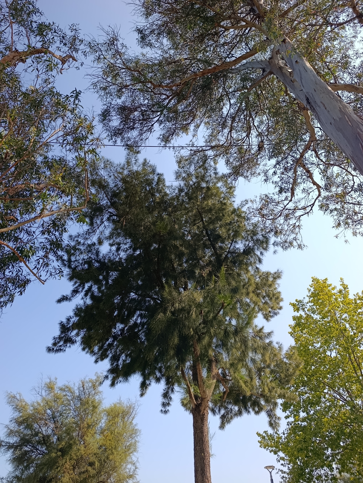 This is a low-angle shot of several trees against a clear blue sky. The prominent trees include a tall evergreen tree with dense, dark green foliage in the center, a eucalyptus tree with a pale, peeling trunk and lighter green leaves on the right, and another tree with finer, lighter green foliage on the left. The eucalyptus tree branches are visible reaching into the upper part of the frame. The scene appears to be an outdoor setting, possibly a park or residential area. There is no evidence of people or specific landmarks to pinpoint a precise location within Setúbal, Portugal. A street light is partially visible at the bottom right of the frame.