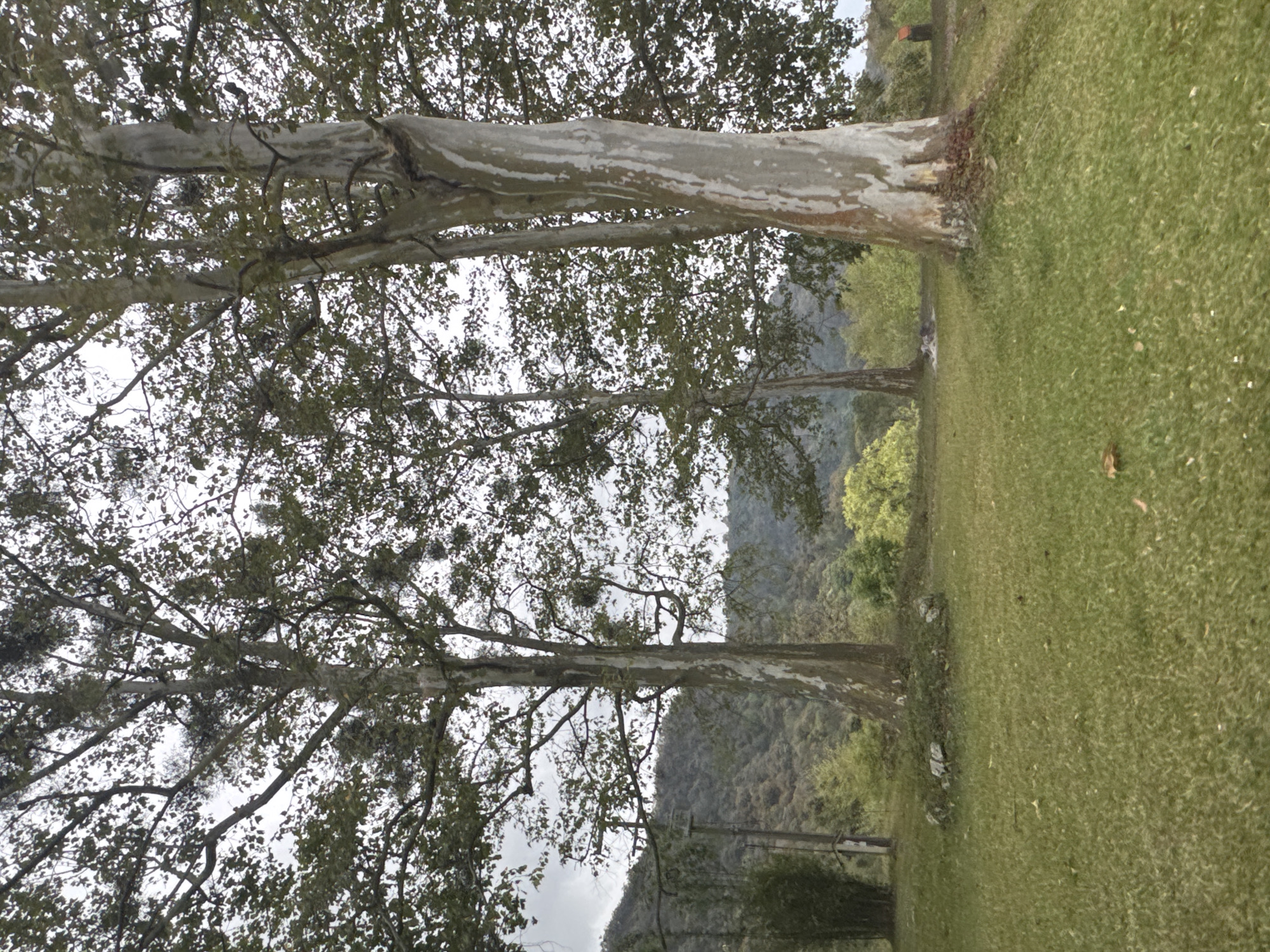 The image shows a landscape in Naolinco de Victoria, Mexico, featuring a grassy field and several trees with mottled bark. The trees are partially obscuring a view of distant mountains. The sky is overcast.
