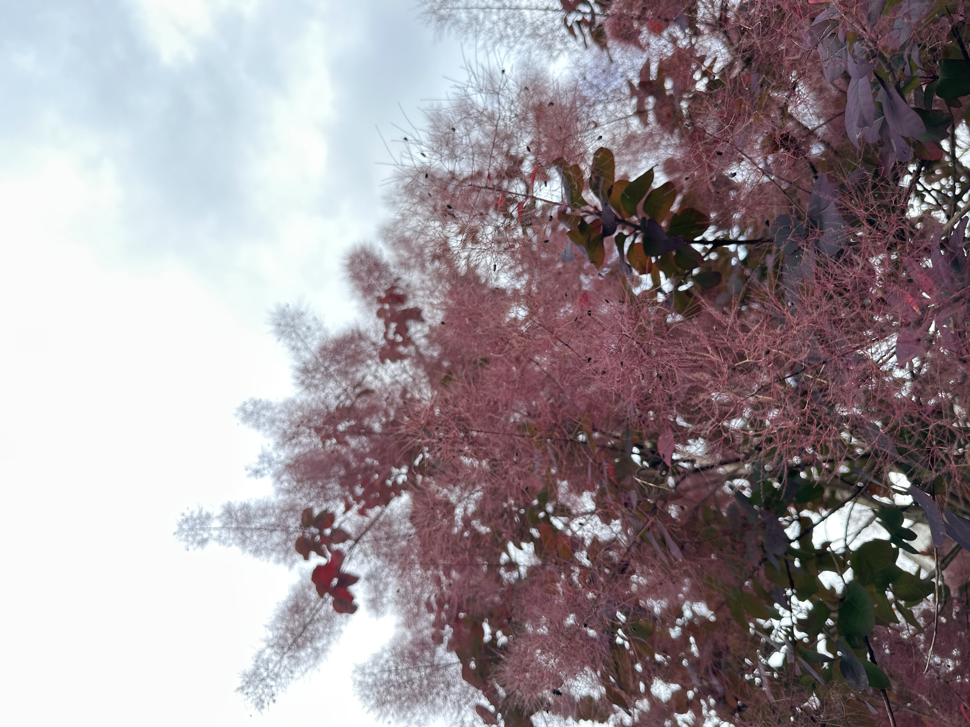 The image shows a close-up view of a smoke bush plant with its characteristic fluffy, pinkish-purple blooms and dark leaves, set against a cloudy sky. The focus is on the intricate textures of the plant's feathery seed heads and the broader leaves. There are no people or structures visible, and the scene appears to be outdoors, likely in a garden or park setting. The lighting suggests an overcast day. No specific location in Vancouver, Canada, can be determined from the image.