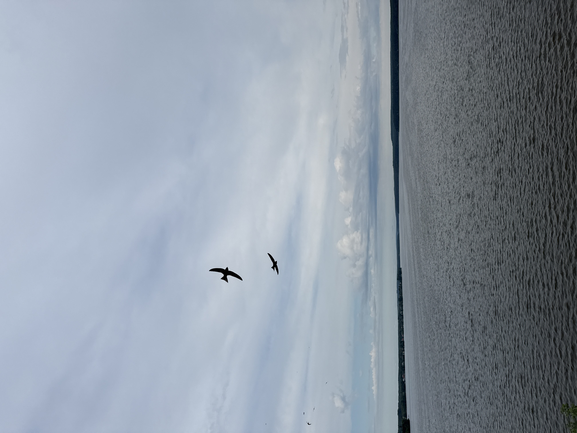 The image captures an expansive, tranquil outdoor scene, primarily composed of a sky and a large body of water. The upper portion of the frame is dominated by a light blue sky, adorned with scattered, soft white clouds. Against this backdrop, two distinct dark bird silhouettes are visible in flight, their wings outstretched, conveying a sense of movement. Further away, several smaller, less defined bird-like specks can be seen, suggesting a larger avian presence.
The lower half of the image features a vast expanse of water, likely a lake or a wide river. Its surface is textured with countless small ripples or waves, creating a subtle, patterned sheen. Along the distant horizon, a thin, dark line of land or trees is discernible, marking the edge of the water and the distant sky.
The scene depicts birds flying over this body of water. The time of day appears to be daytime, possibly under an overcast sky or during early morning/late afternoon, given the soft, diffused light. The weather is cloudy but calm. There are no people or artificial objects prominently featured, emphasizing the natural setting. No visible text is present. The overall mood is peaceful and natural, characteristic of a serene landscape in a location like Votkinsk, Russia, potentially featuring the Votkinsk Reservoir.