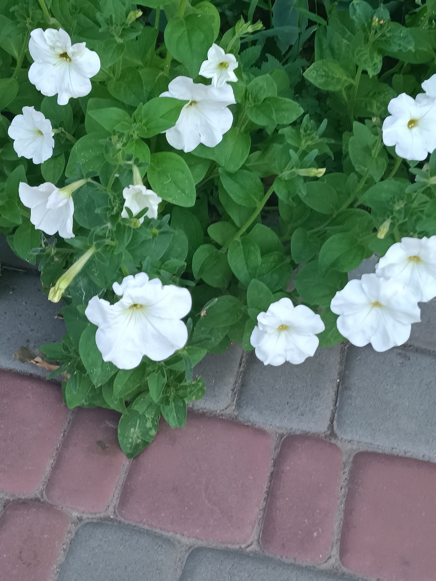 The image shows a cluster of white petunias growing amongst lush green foliage, adjacent to a paved walkway composed of red and grey interlocking bricks. The flowers are in various stages of bloom, with some fully open and others still budding. The lighting suggests it is daytime, with soft shadows indicating an overcast or late afternoon sky. The scene appears to be an outdoor setting, likely in a garden or park, with the walkway suggesting a public or well-maintained area. No people or specific landmarks are visible, making it impossible to determine the exact city or location within it.