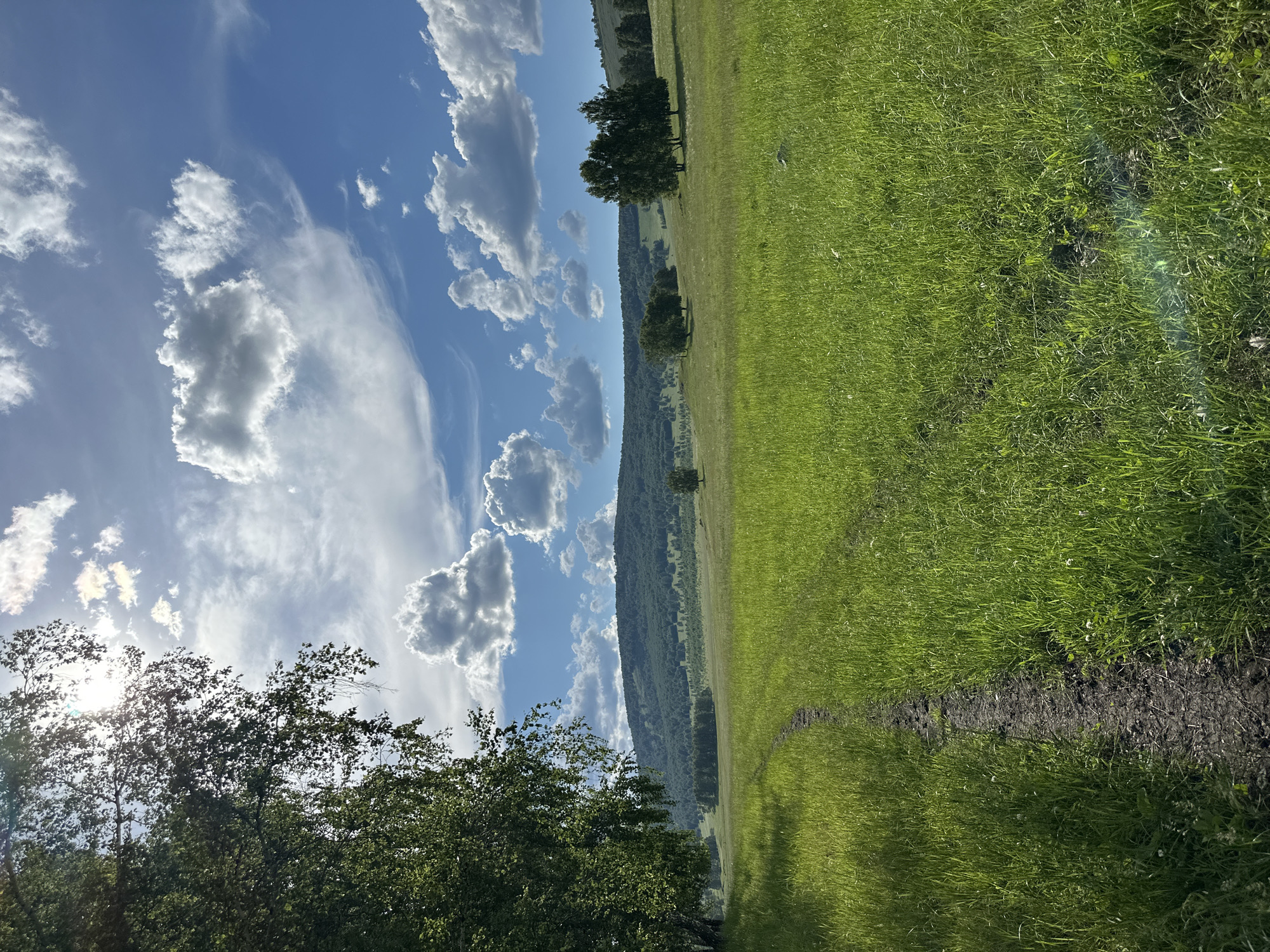 The image depicts a vast, sun-drenched meadow under a partly cloudy blue sky. A dirt path, worn by foot traffic, meanders through the tall green grass, leading towards a distant, tree-covered hill. The foreground is dominated by the lush meadow, with a large tree on the left casting a shadow over the path. In the middle ground, scattered trees dot the gently rolling hills, and a cluster of birch trees stands to the right. The background features a forested mountain range under a sky filled with dynamic, white cumulus clouds, some of which are catching the sunlight. The overall scene evokes a sense of serene natural beauty, characteristic of a rural or undeveloped landscape.