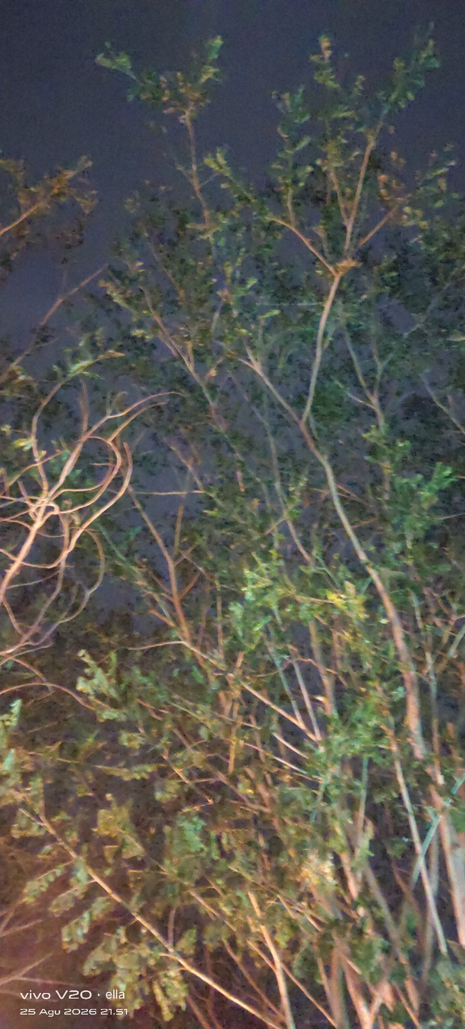 An over-the-shoulder shot captures a close-up view of the branches and leaves of a tree against a dark, hazy sky. The image, taken at night, appears to be in Tulungagung, Indonesia, as indicated by the timestamp in the bottom left corner: "vivo V20 · ella 25 Agu 2026 21:51". The lighting, possibly from artificial sources, casts a warm glow on some of the branches and leaves, highlighting their textures and forms. The overall impression is one of natural beauty observed in an urban setting at night.