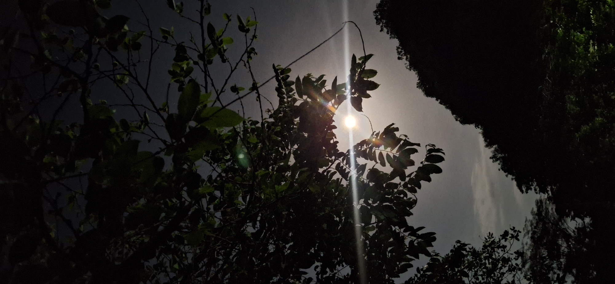 The photograph depicts a night scene in Vallecito, Venezuela. In the center, a bright light source, possibly the moon, shines through the foliage of a tree. The leaves and branches are silhouetted against the sky. Dense foliage surrounds the central tree, with darker areas on the periphery of the image. The sky is visible in the background, with some cloud cover.