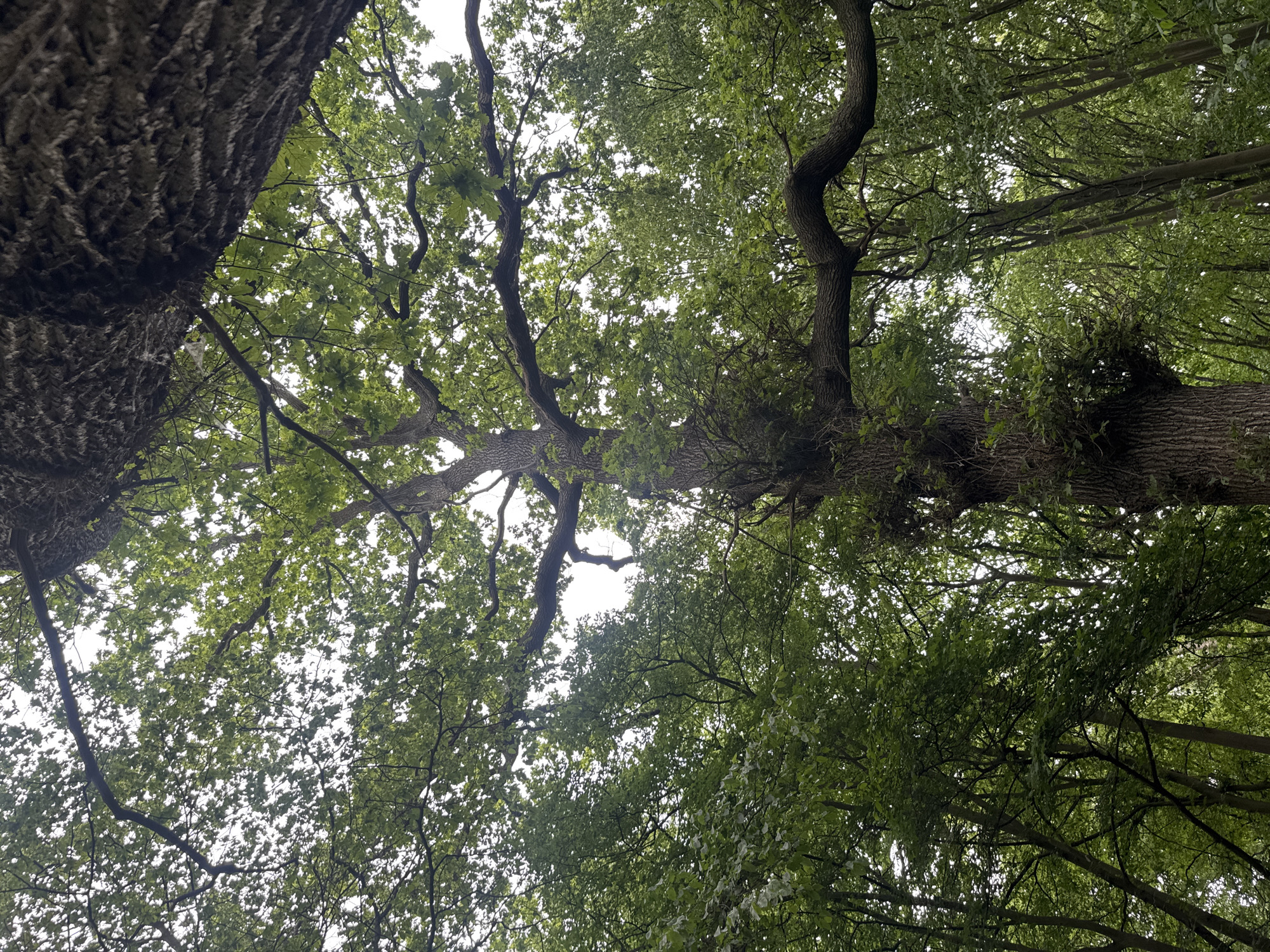 A low-angle shot captures the canopy of a dense forest. The image is dominated by the rough, textured bark of a massive tree trunk in the foreground, which extends upwards and out of frame. Its thick branches, adorned with vibrant green leaves, spread horizontally across the frame. The foliage is so thick that it obscures much of the sky, allowing only dappled light to penetrate. Behind the prominent tree, a dense wall of other trees with similar green leaves creates a lush, verdant backdrop. The environment appears natural and untamed, suggesting a woodland or forest setting. There are no people or animals visible in the image. The scene is static, with no discernible action or interaction. The overall impression is one of natural abundance and the overwhelming presence of vegetation.