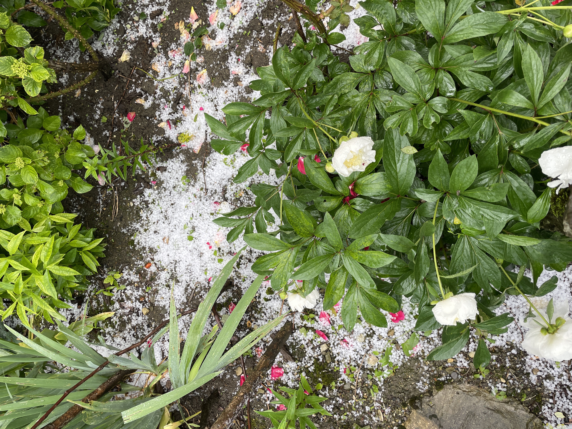 The image shows a garden bed in Olginka, Russia, strewn with hail and scattered rose petals. The plants present include peonies with white blossoms, an unidentified bush with light green leaves, and iris leaves. The ground is a mix of soil and small rocks.