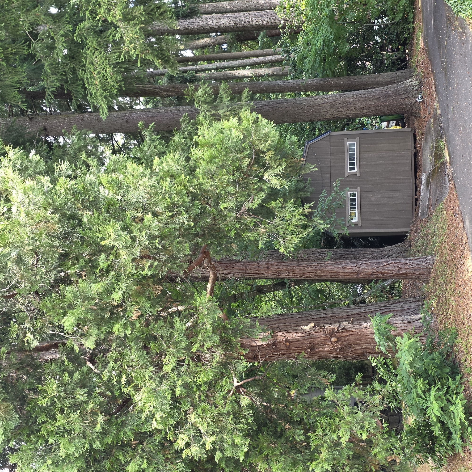The image depicts a dark brown shed nestled amongst dense evergreen trees, possibly in Portland, Oregon. The shed has two narrow, rectangular windows on its side, each with white trim. The trees are tall and their branches overhang the shed, creating a shaded environment. Several large tree trunks are visible, some lying horizontally across the scene, possibly fallen. A paved pathway or road runs along the right edge of the image, with dry grass and pine needles on its edge. The lighting suggests it is daytime, with dappled sunlight filtering through the leaves. The overall impression is one of a secluded, natural setting, with the shed blending into the surrounding forest. There is no visible text in the image.