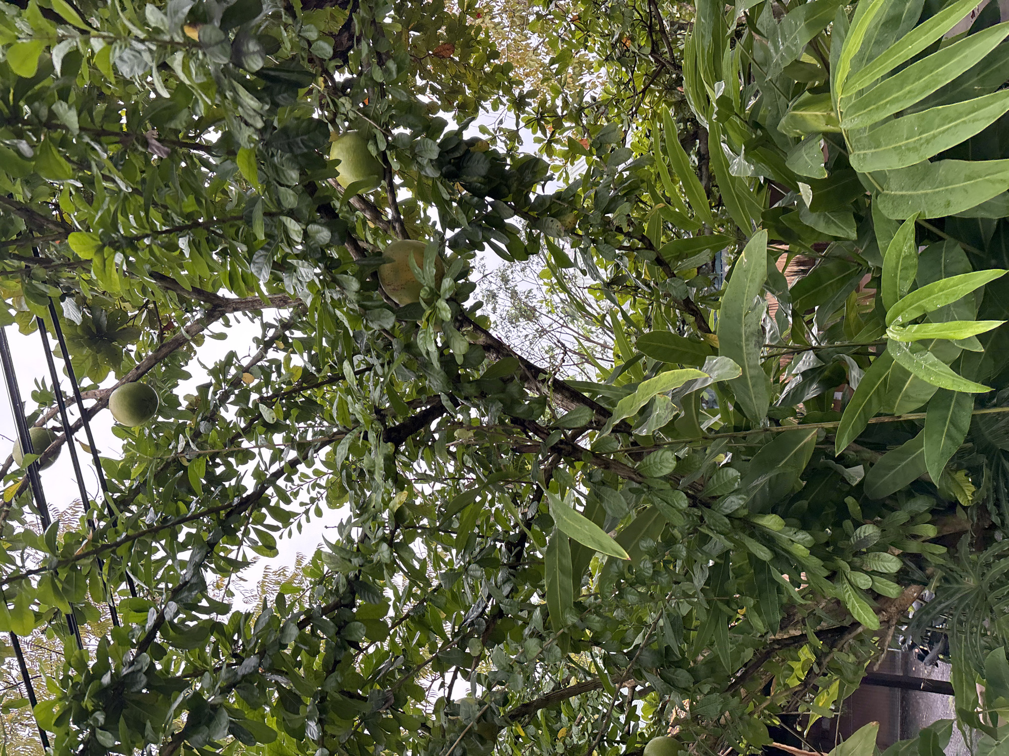 The image shows a tree with large green fruits hanging from its branches. The tree is dense with green leaves, and some of the leaves appear to be wet, possibly from rain. The fruits are round and green, with some showing a yellowish tint, indicating they might be ripening. In the background, there are more trees and foliage, suggesting an outdoor natural setting. Part of a wooden fence or structure is visible on the left side, along with what appears to be a motorcycle parked nearby. The overall impression is of a lush, tropical environment, consistent with the location of Ubud District, Indonesia. The sky is overcast, contributing to the diffused light.