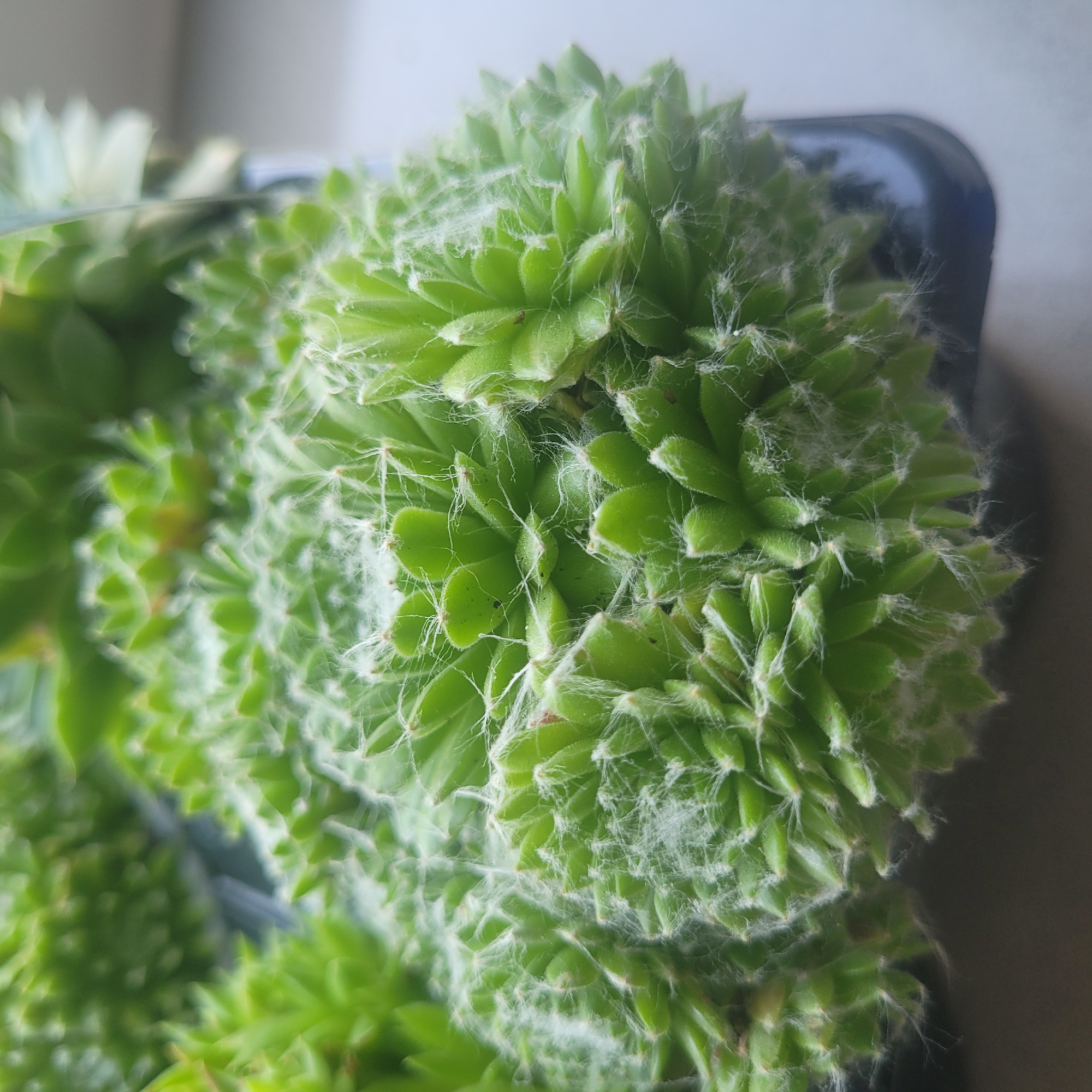 The image shows a close-up view of a cluster of bright green succulents. The plants are dense and packed together, with many tightly furled leaves forming spiky rosettes. A delicate, white, web-like substance is visible, clinging to the edges and surfaces of the leaves, suggesting the presence of fine hairs or possibly spiderwebs. The plants are contained within a dark blue or black plastic container, which is partially visible. The background is blurred, but appears to be a light-colored surface, possibly a windowsill, with a subtle shadow cast by the container. There are no people or animals in the image. The scene is indoors, under diffused lighting conditions, which highlights the vibrant green of the succulents and the intricate texture of the white filaments. The provided image does not contain enough information to determine its location in Jūrmala, Latvia.