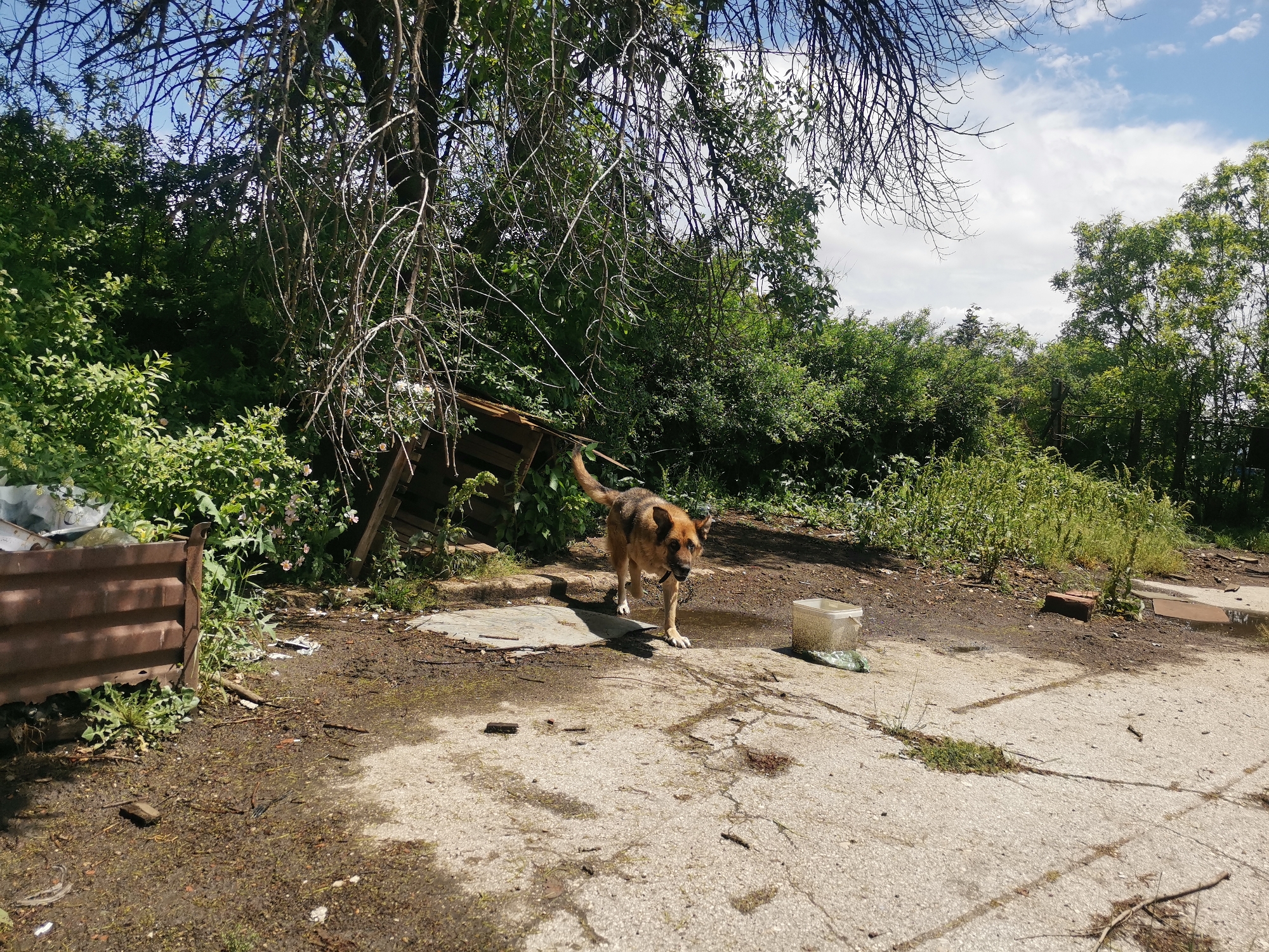 This image captures an outdoor scene, likely a rural or semi-rural setting in Zhivkovo, Bulgaria, on a bright, sunny day with some clouds in the sky.
The primary subject is a medium-sized dog, possibly a German Shepherd mix, with brown and black fur, seen walking towards the viewer on a concrete and dirt path. The dog appears to be wearing a collar and is captured mid-stride.
The ground consists of a mix of cracked concrete pavement, muddy patches, and loose dirt, with small pieces of debris like sticks and small bricks scattered across it. To the left, a rusty corrugated metal sheet or fence stands vertically, partially obscured by dense green bushes. Behind this, and extending into the background, is a lush, overgrown area of various green bushes and trees. One large tree with many bare, hanging branches is prominent in the upper left, casting some shadow. A wooden structure, possibly a dilapidated shed or shelter, is partially visible behind the dog and the dense vegetation on the left.
On the right side of the concrete path, a clear plastic bucket or container is resting on the ground, with some green material next to it. Further into the background on the right, more trees and dense greenery are visible under a bright blue sky with scattered white clouds. No specific event is unfolding beyond the dog's walk. There is no visible text in the image.