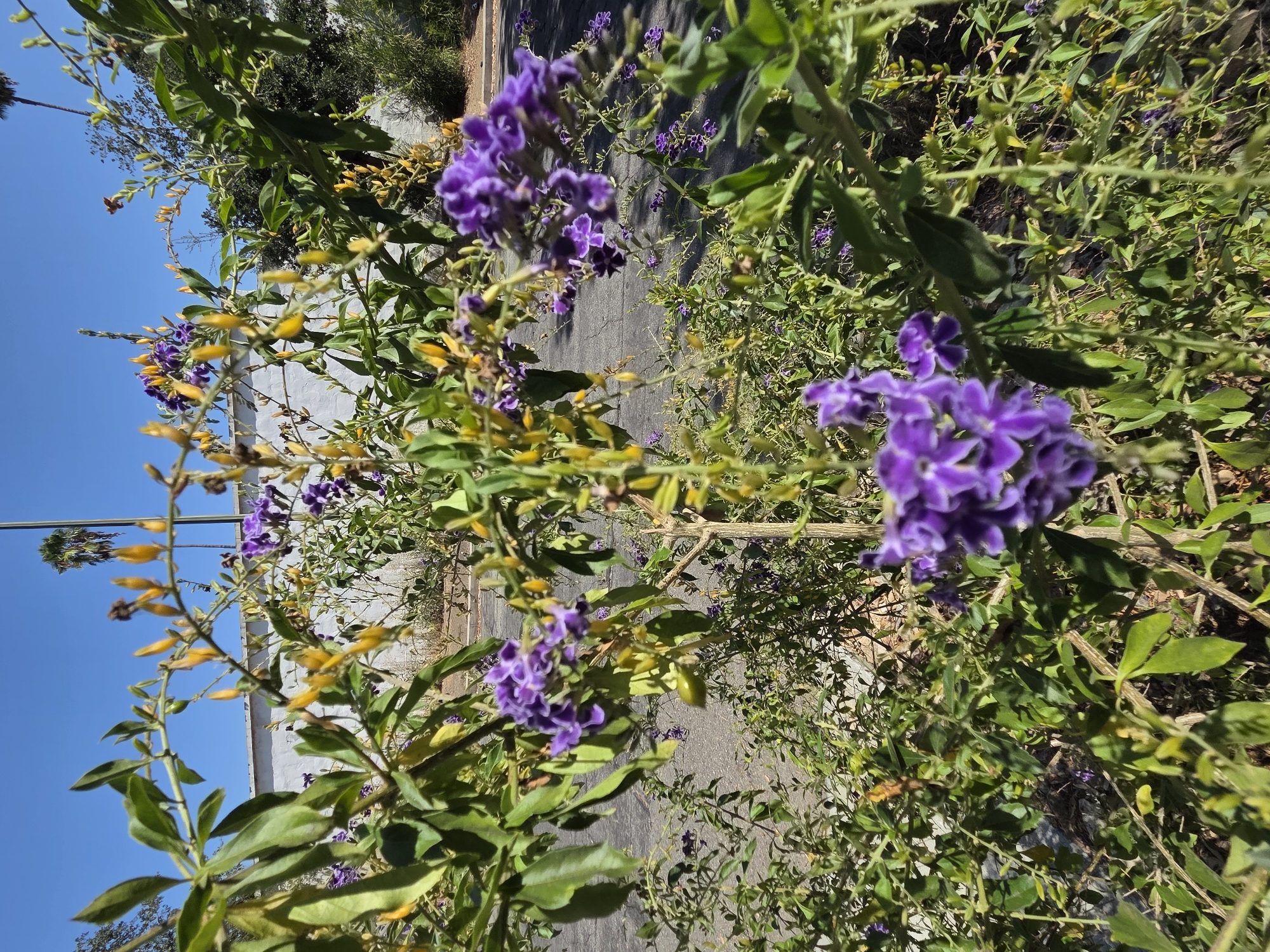 A close-up, low-angle shot captures a cluster of purple flowers on a green-leafed bush. The flowers are small and star-shaped, with delicate petals. Yellow buds are also visible on the branches, adding contrast to the purple blooms. The bush is in focus, with the background blurred. Behind the bush, a white wall stretches across the scene, with a palm tree visible against a clear blue sky. The ground is paved with asphalt. The image appears to be taken outdoors in a sunny environment.