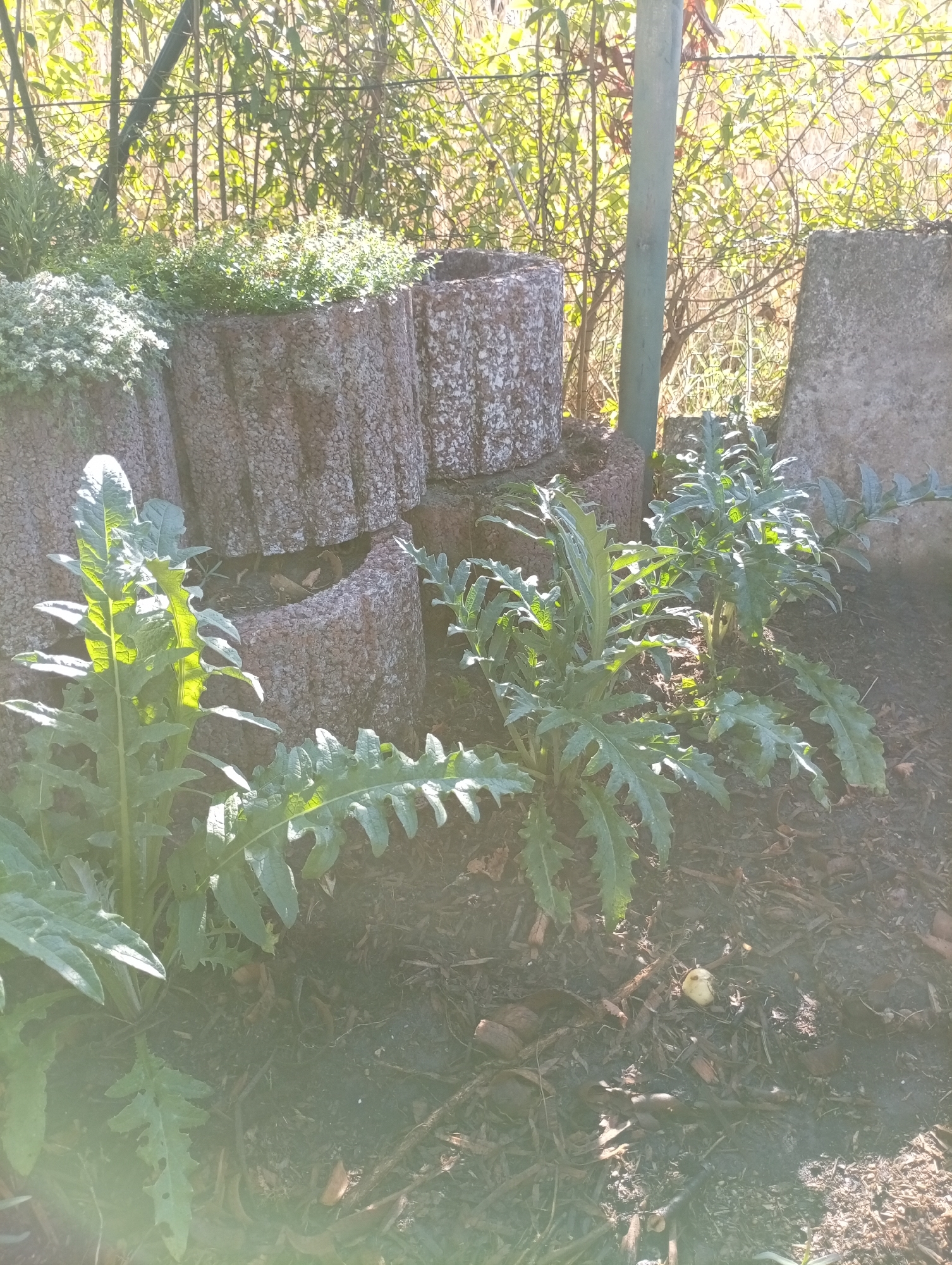 The image depicts an outdoor scene with several plants and decorative concrete planters in what appears to be a garden. In the foreground, large-leafed plants with serrated edges are prominent, with sunlight illuminating their leaves. Behind them, there are three circular concrete planters, two of which are filled with greenery, possibly herbs or small plants. Another concrete planter is partially visible to the right, and a large, rough-hewn concrete block is situated in the far right of the image. The background shows a dense area of green foliage and thin tree trunks, with a wire fence visible behind the vegetation. A thin, green pole stands vertically in the middle ground, partially obscuring the fence and plants. The ground is covered with dark soil and mulch. A small, light-colored object resembling a mushroom or a piece of debris rests on the mulch near the center-right of the image. The overall impression is a garden setting bathed in sunlight, with a focus on the lush green plants and the textured concrete elements. The image is taken in the city of Holm, Germany.