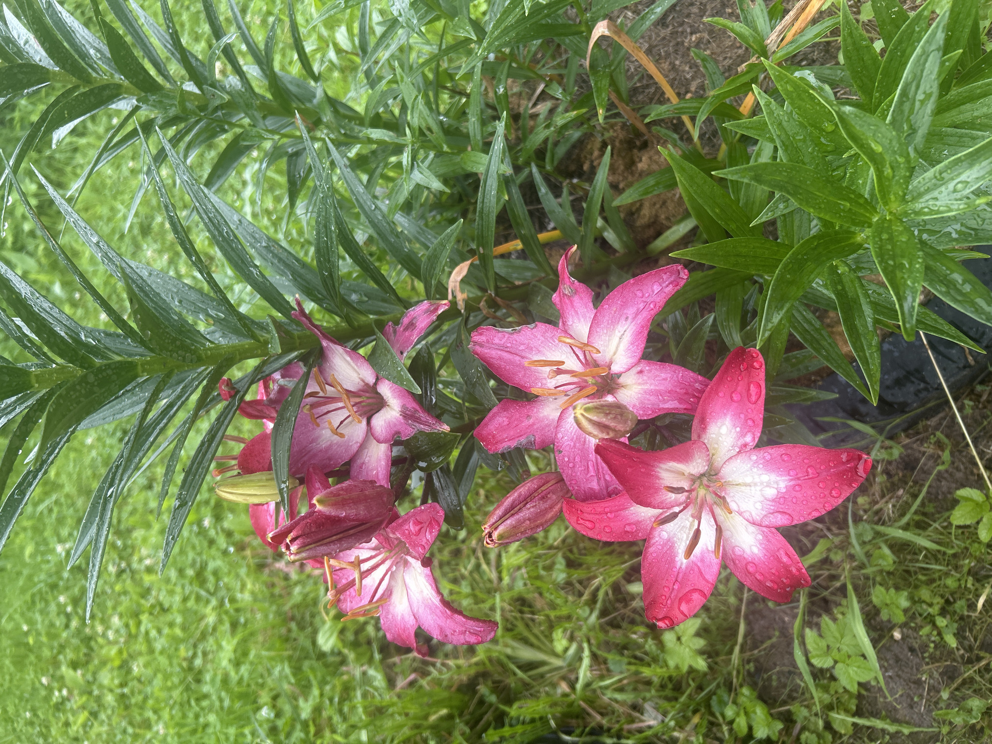 The image depicts a close-up view of several pink lilies in a garden setting, likely in the city of Вишенка Снт, Russia. The lilies are in various stages of bloom, with some fully open and others still in bud. The petals are a vibrant pink with white centers and are dotted with water droplets, suggesting recent rain. Dark green, lance-shaped leaves surround the flowers, also glistening with moisture. The background consists of out-of-focus green grass, indicating an outdoor environment. The lighting appears overcast, typical of a rainy day. There are no people or animals visible in the frame. The composition focuses on the natural beauty of the flowers and their lush foliage.