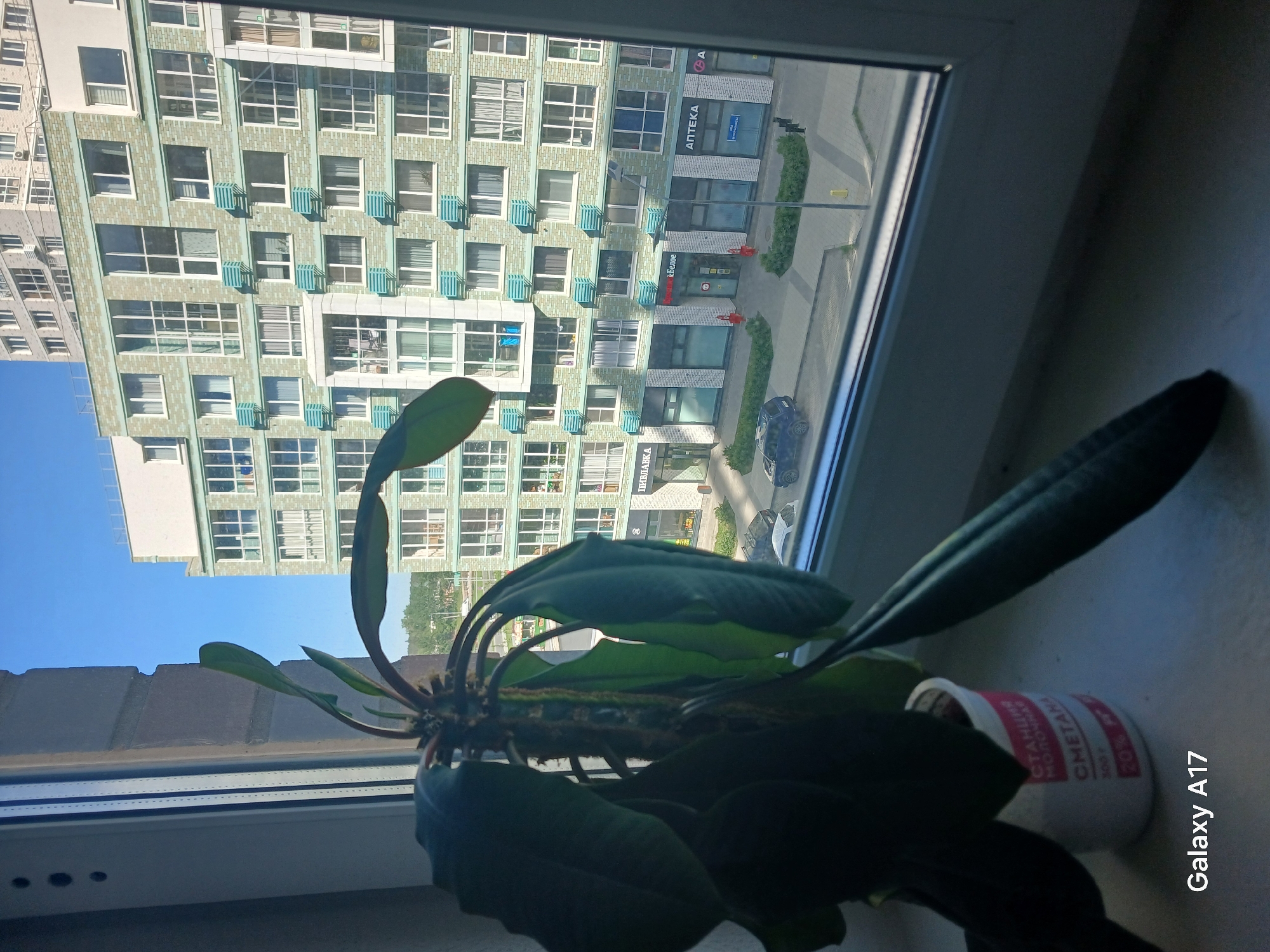 A medium-angle indoor shot reveals a plant in a white plastic container on a window sill. The plant features a central stem with multiple large, broad leaves. The window provides a view of a multi-story apartment building with a blue sky above. Street-level shops are visible below the building, including a pharmacy ("АПТЕКА"). The location is identifiable as Yekaterinburg, Russia, based on the Russian signage. A "Galaxy A17" watermark is visible in the lower right corner.