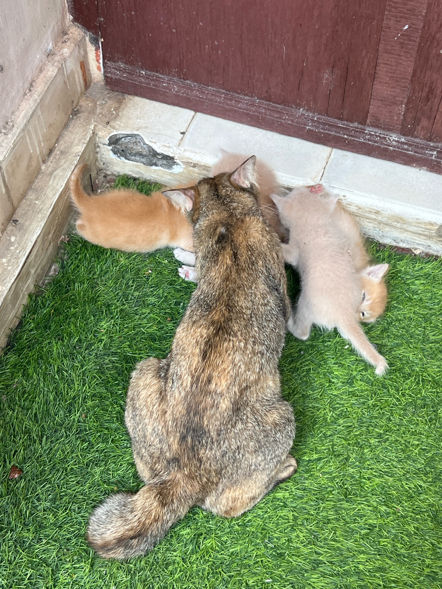 A tortoiseshell cat lies on artificial turf in front of a building entrance. Three very young kittens, one ginger and two pale ginger, are clustered around the mother cat. One kitten is nursing, and the other two are resting. The building entrance has a dark wooden door and a tiled floor that is damaged in one section. The scene appears to be an outdoor area, possibly a common space in a residential building in Denpasar, Indonesia. The lighting suggests it is daytime.