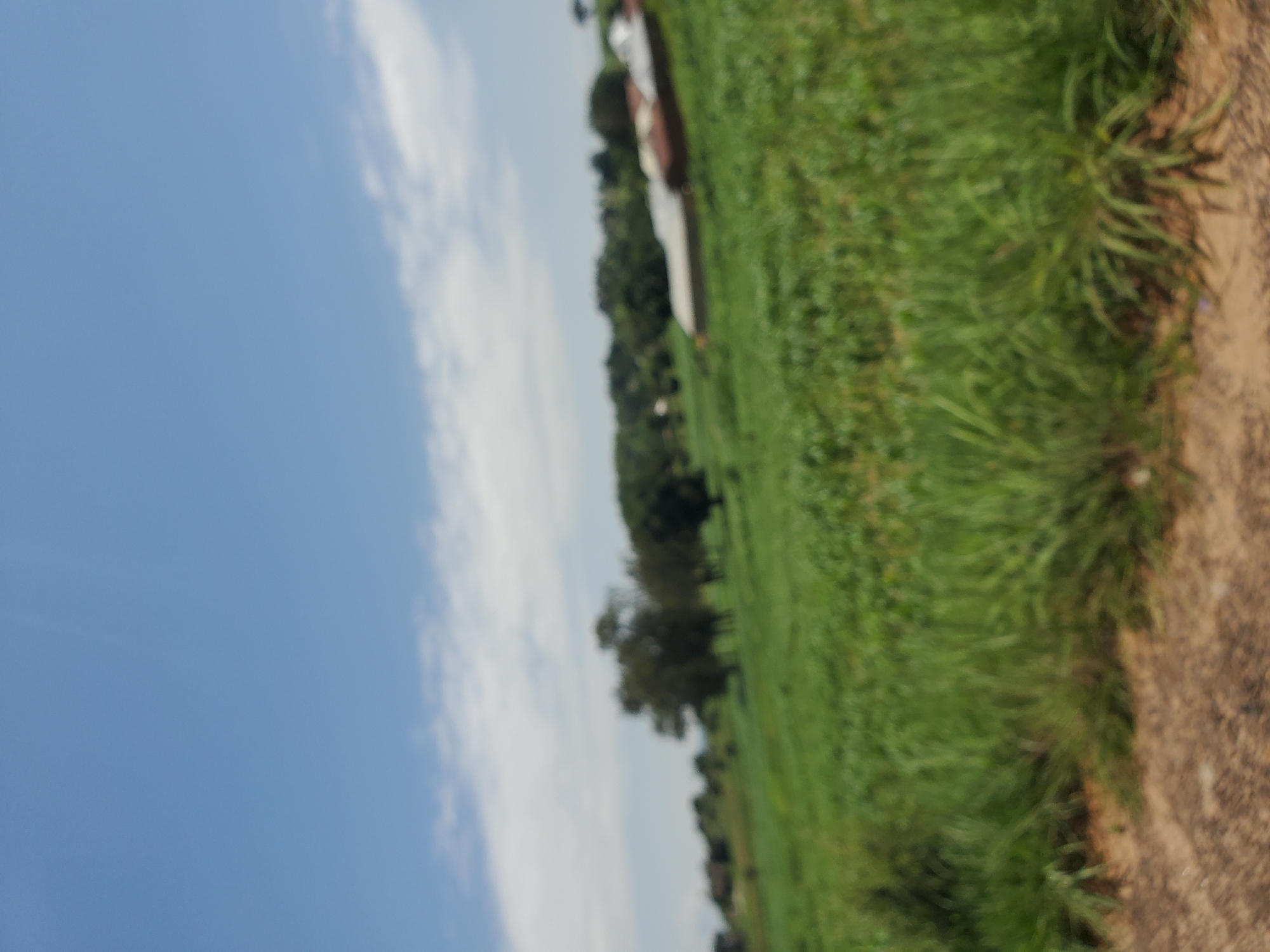 The image depicts a landscape scene with a clear blue sky and some wispy white clouds on the left side. The right side of the image is dominated by lush green grass and a dirt path. In the background, there are trees, suggesting a natural or rural setting. The image is blurry, making it difficult to discern specific details of objects or people. However, some elongated, light-colored shapes are visible among the trees, which might be structures or objects, but their nature is unclear due to the lack of focus.
The scene appears to be outdoors during the daytime, with the bright sky indicating it's likely sunny. There are no visible individuals or clear indications of an event taking place. The overall impression is that of a tranquil, possibly undeveloped area. The location context of Pankshin, Nigeria, suggests this could be a view of the Nigerian countryside. No text is visible in the image.