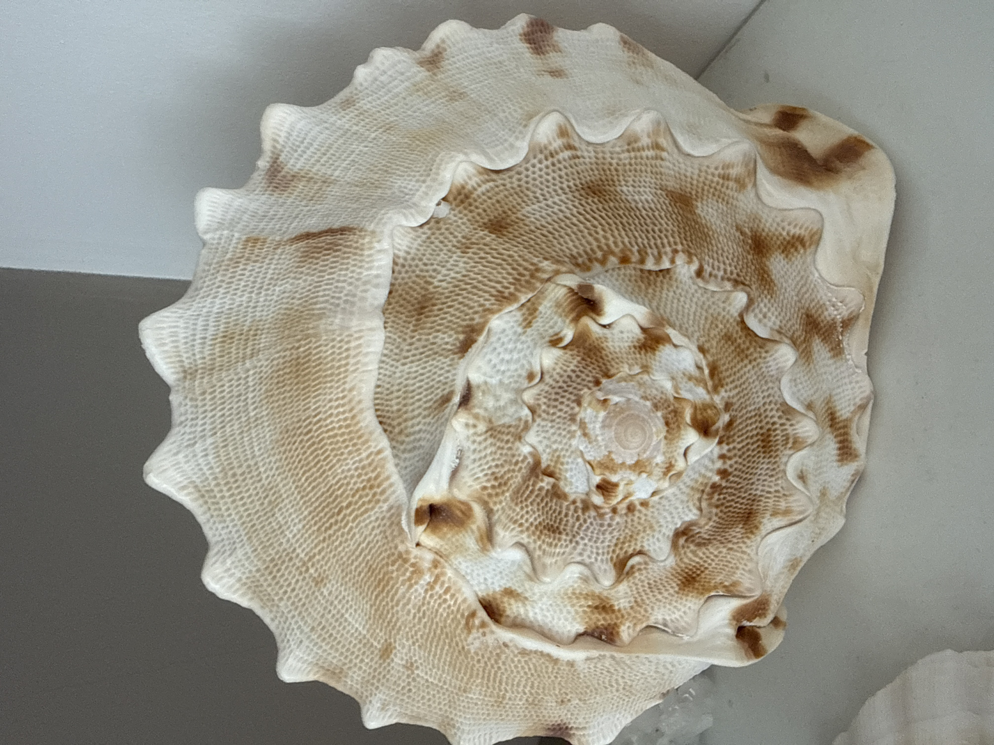 A large, spiral seashell with a textured, intricately patterned surface is displayed on a light-colored surface, likely a shelf. The seashell exhibits a creamy white base color with irregular patches and streaks of light brown. Its outer edge is adorned with a series of raised, wave-like protrusions, giving it a spiked appearance. The interior of the shell reveals a tightly coiled spiral pattern, with smaller, more pronounced wave-like ridges within the central whorls. The lighting suggests an indoor setting, possibly a home or a museum display, with a plain background that fades from a darker gray on the left to a lighter gray on the right. There are no people, animals, or any other objects in immediate proximity to the seashell. The image does not provide any information that could place it in Burgas, Bulgaria.