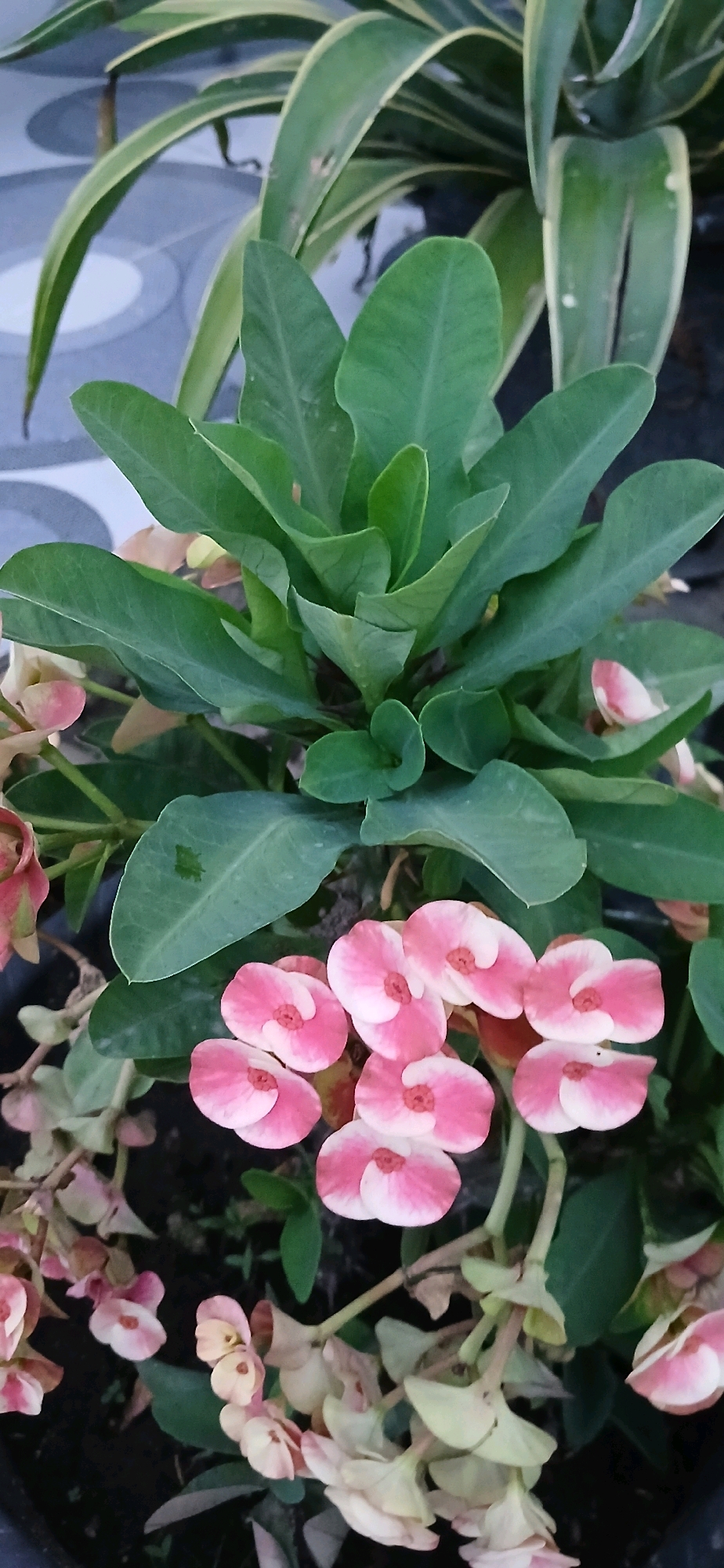 The image displays a close-up, vertical shot of a flowering plant, likely in a residential setting, such as a garden or planter in Darussalam, Indonesia. The plant features abundant, vibrant green foliage and clusters of small, pink and white flowers. The flowers appear delicate, with multiple petals arranged in a swirling pattern around a central reddish-pink eye. Some of the flowers are fully open, while others are in bud or have started to wilt. In the background, the foliage of another plant with variegated green and yellow leaves is visible, as is a patterned tiled surface, possibly a floor or wall. The overall impression is of a well-maintained, healthy plant, likely an ornamental species. There are no people or animals present in the image.