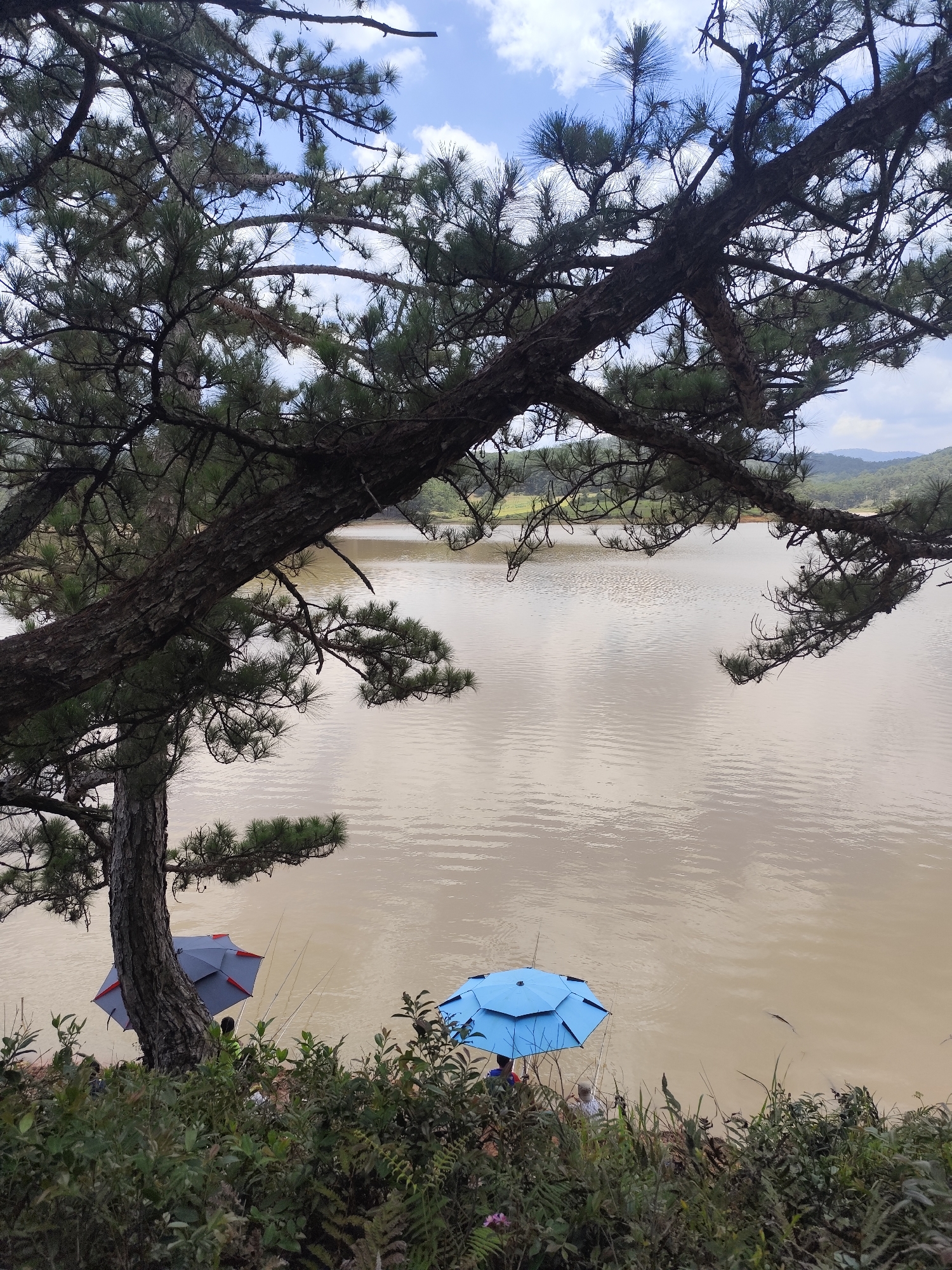 The image depicts a scene at a lake in Lạc Dương, Vietnam. The foreground features a pine tree, its branches framing the view. Below the tree, there's dense greenery. Two individuals are fishing by the lake's edge, using umbrellas for shade: one blue and the other grey. Fishing poles are visible near the umbrellas. The lake water appears murky. In the background, rolling hills are visible under a sky with scattered clouds.