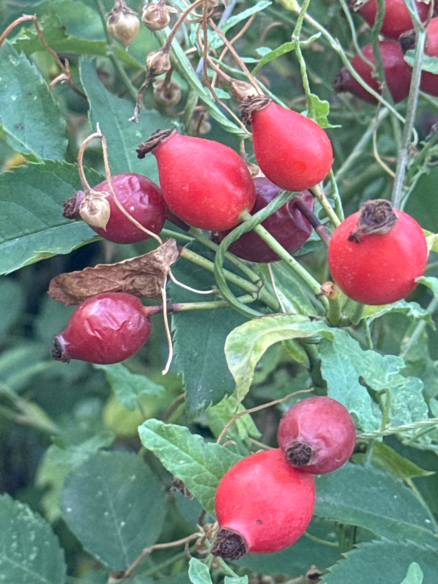 A close-up, eye-level shot captures a cluster of ripe rose hips on a branch with green leaves. The rose hips vary in color from bright red to deep red, with some appearing slightly shriveled. The branch has thin, wiry stems and some dry, brown leaves. The background is a blur of green foliage. The scene is natural and appears to be outdoors. There are no people or animals present in the image. The image does not provide any specific location information within the city of Simferopol, Ukraine.