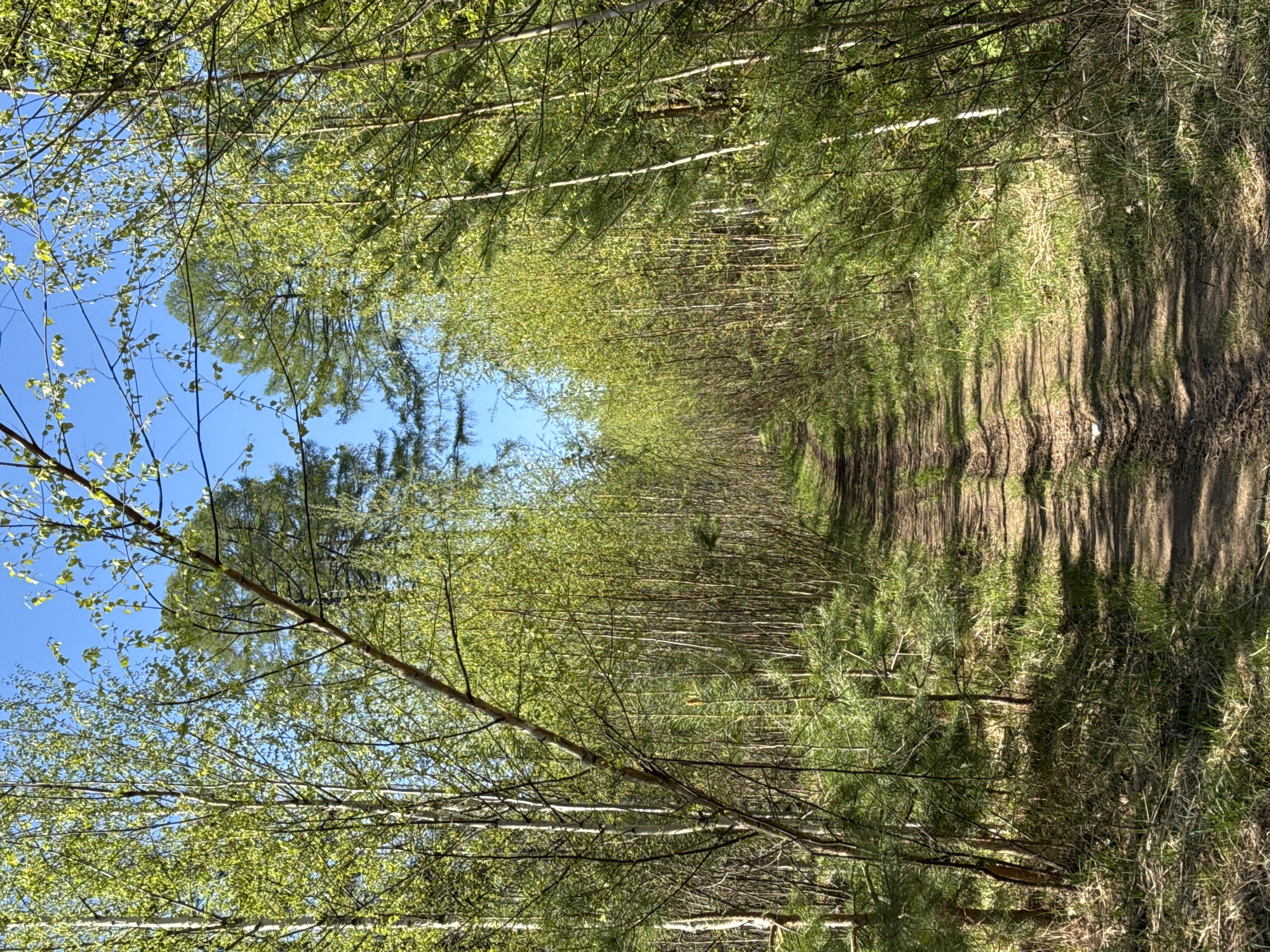 The image depicts a path through a forest or wooded area in Chaikovsky, Russia. The sky is visible through the tree canopy. The path is dirt and has signs of use. The trees are young with green leaves. The lighting suggests it is daytime. There are no people visible in the scene.