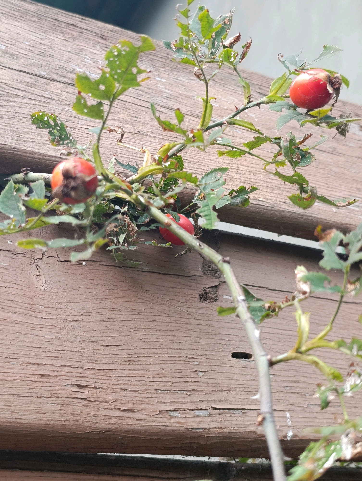 The image depicts a close-up of rosehip berries and leaves on a thorny stem, positioned against a backdrop of weathered wooden planks. The wood displays a horizontal grain pattern and is painted a faded, light brown color, with visible signs of peeling and cracking. The rosehip berries are a vibrant red, with one in the upper right showing some browning. The leaves are green but appear damaged, with numerous small holes and torn edges, suggesting insect activity or natural wear. The scene is outdoors, possibly in a garden or natural setting within Cherkasy, Ukraine. No people are present in the image, and the focus is solely on the plant life and the wooden structure.