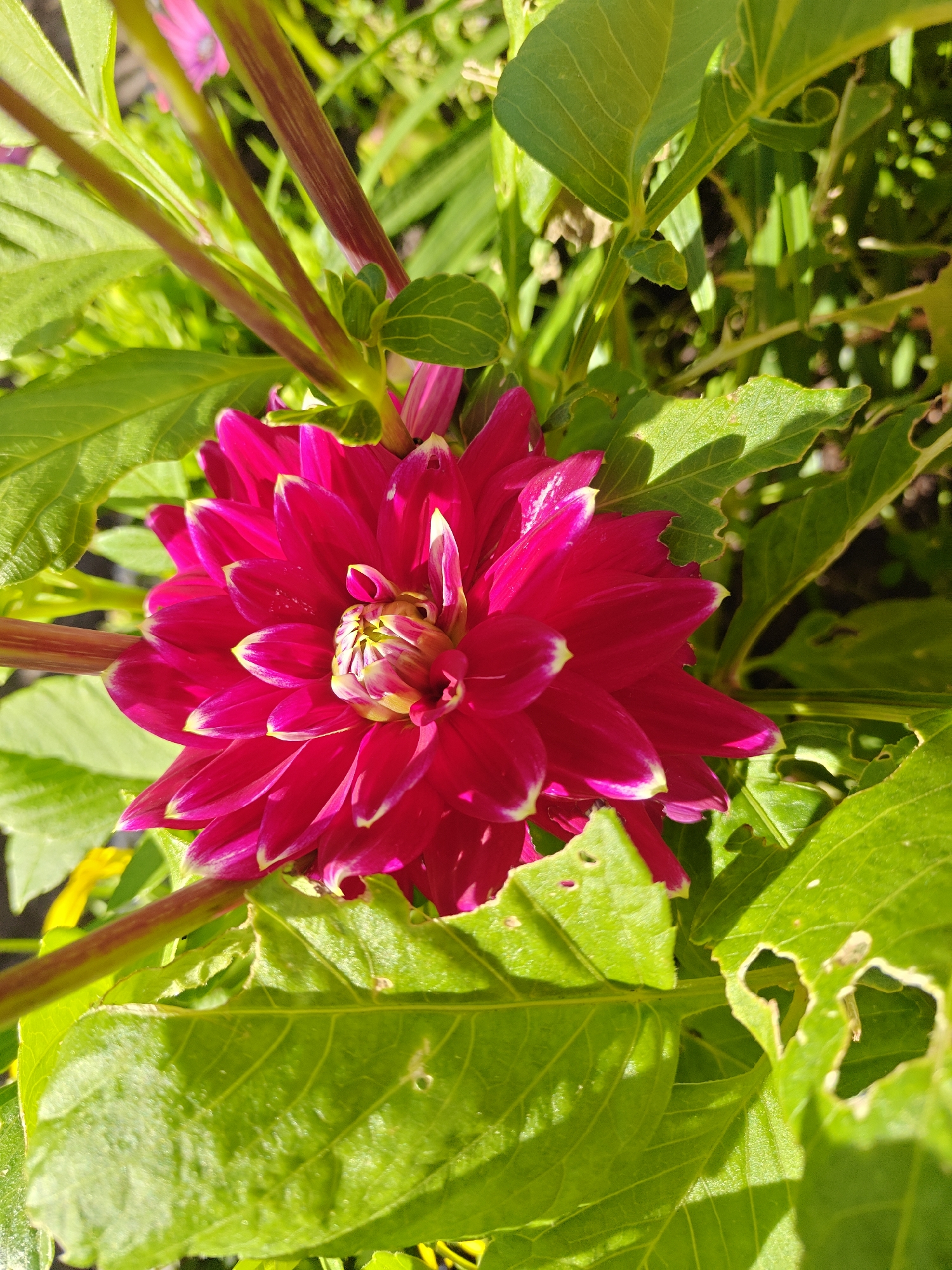 This is a close-up, eye-level, vertical outdoor photograph of a vibrant fuchsia-pink dahlia flower in full bloom. The flower is centrally located and takes up a significant portion of the frame. Its petals are layered and have bright yellow centers. The edges of the petals are subtly tipped with white. Surrounding the dahlia are lush, green leaves, some of which show signs of being eaten, with irregular holes. The stems of the plant are visible, appearing thick and reddish-brown. In the background, other green foliage and hints of other flowers, one appearing pink, are visible, along with dappled sunlight filtering through the leaves. The image was captured in the city of Nieuw-Vennep, Netherlands.