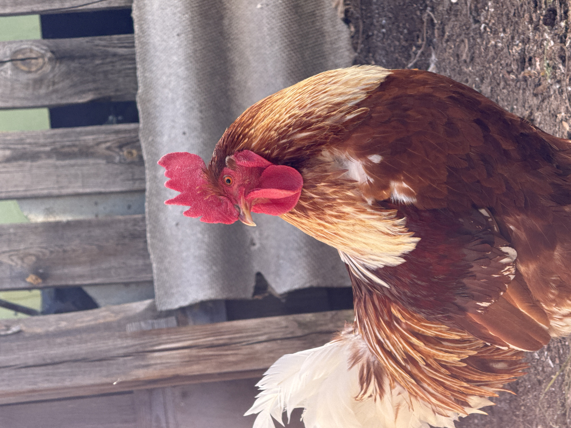 A rooster with brown and white plumage stands in a yard, facing left. Its head, adorned with a red comb and wattle, is turned towards the camera. The background consists of a wooden fence and a gray, textured surface that appears to be corrugated roofing material. The ground is covered in dark soil and small stones. The scene suggests a rural or semi-rural setting. The image appears to be taken in Chaikovsky, Russia.