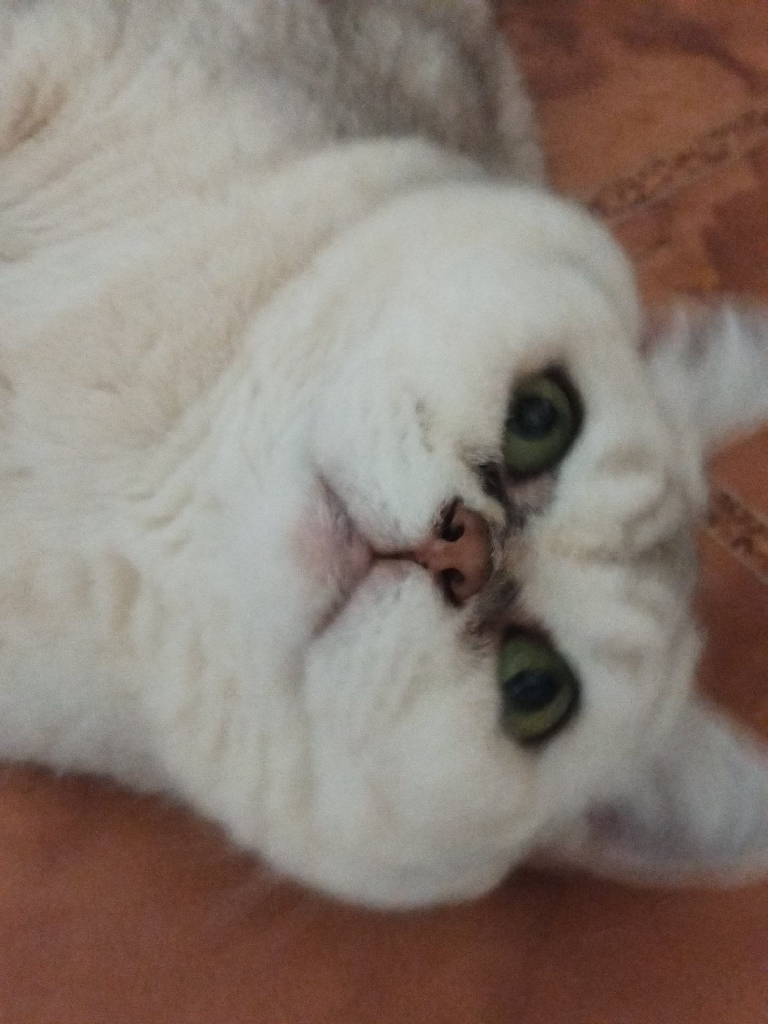 An extreme close-up, head-on shot shows a fluffy, white cat with green eyes lying on a brown, textured surface. The cat's head is tilted, with its face filling most of the frame. Its eyes are wide open, and its nose is a dark brown. Some faint grey markings are visible on its fur, particularly around its ears and face. The background appears to be a patterned surface, possibly tile or wood, with a reddish-brown hue. The lighting is diffused, casting soft shadows. The image is slightly out of focus, giving it a dreamy or ethereal quality.