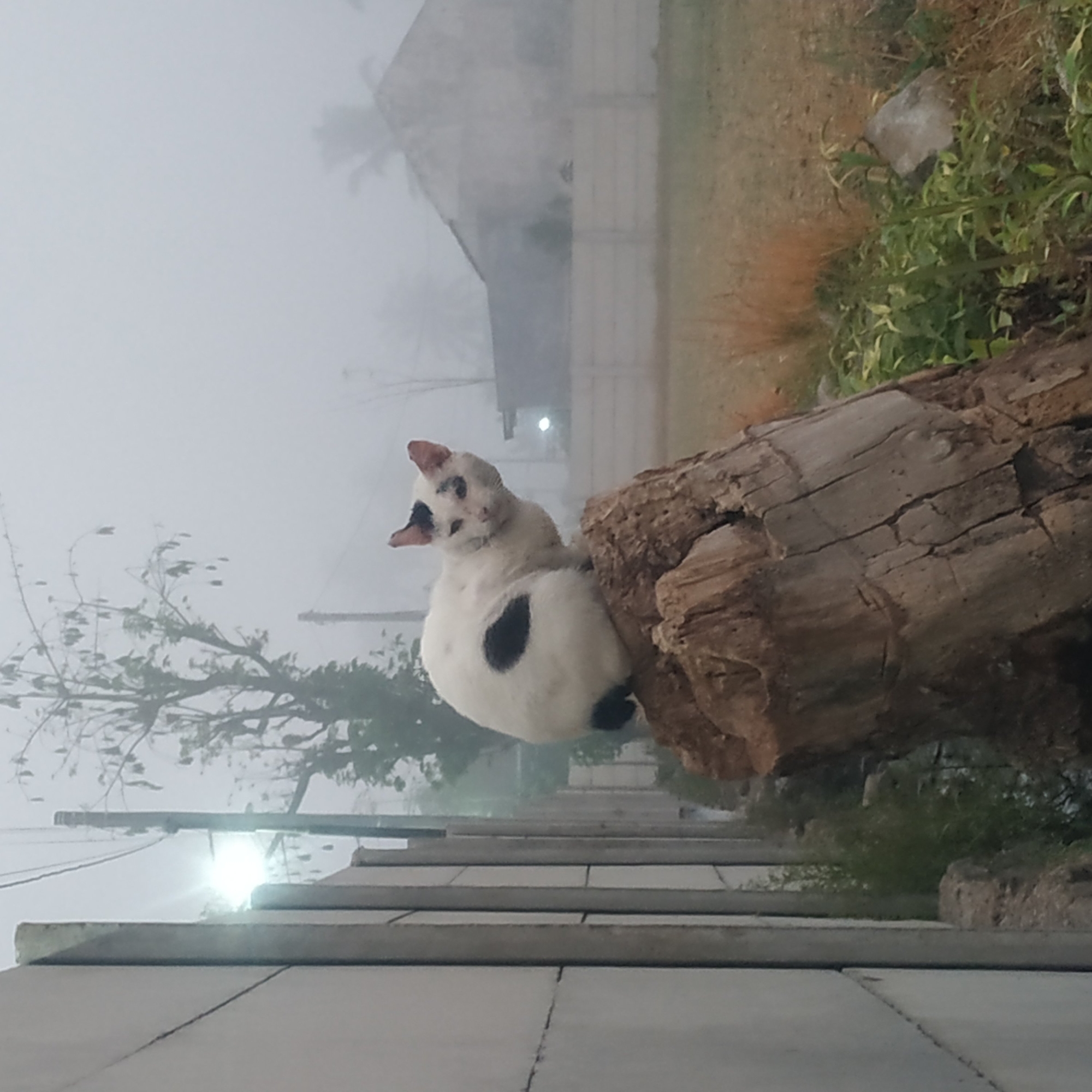 A white cat with black markings sits on a weathered tree stump. The cat has black patches on its left side and on its head. The background is obscured by fog, with a blurry house and some trees visible. The scene appears to be outdoors, with a gray concrete wall on the left and a grassy field in the background. The overall atmosphere is muted due to the fog. The image is likely taken in Arjasa, Indonesia, given the presence of palm trees and the style of the house.