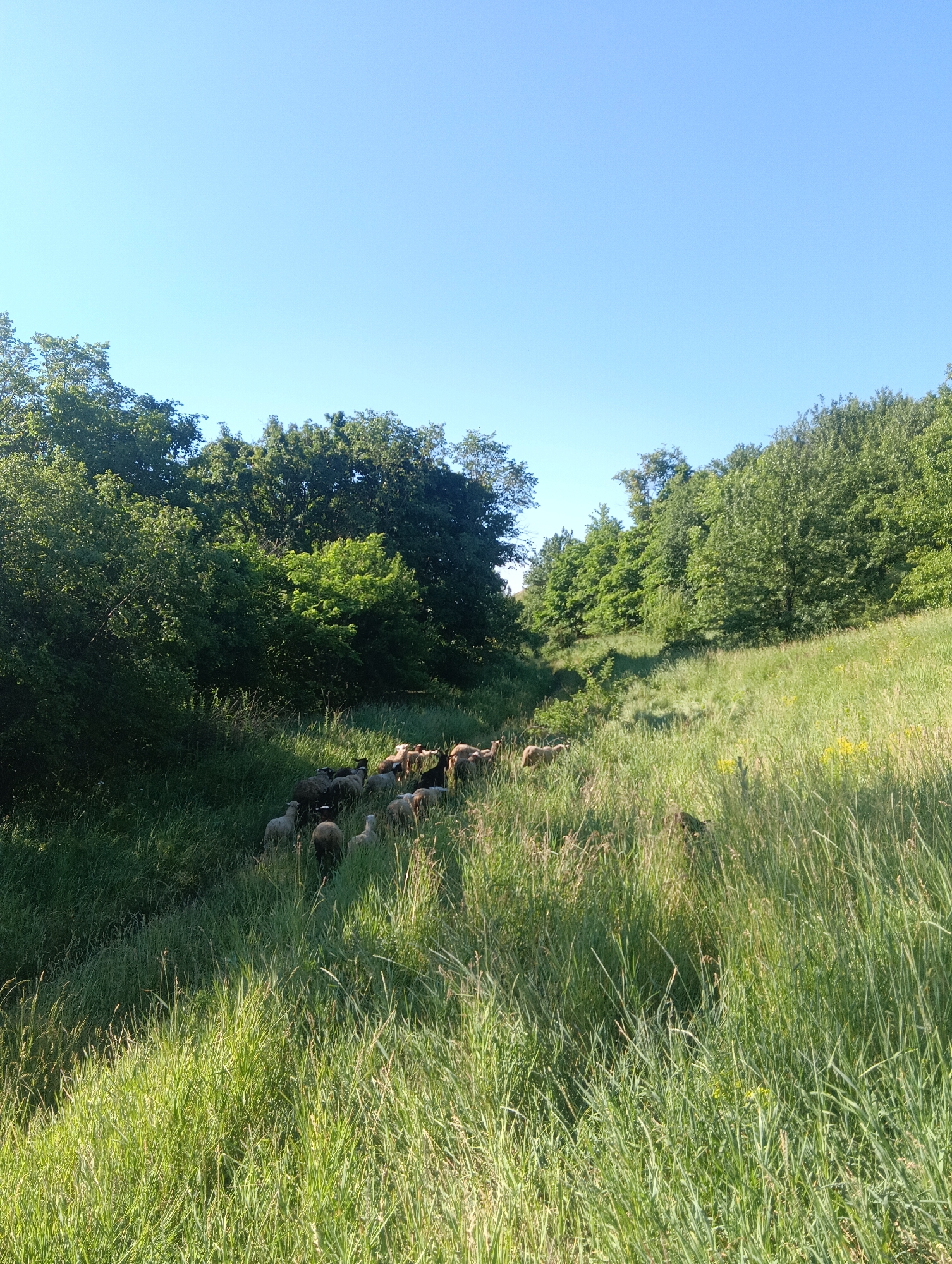 A herd of sheep moves through a grassy, wooded area under a clear blue sky. The sheep are of varying colors, including white, black, and brown. They are walking in a line or small groups on a dirt path that is partially covered by grass. The surrounding environment consists of lush green grass, tall trees with dense foliage, and a gentle slope upwards. The sunlight creates shadows on the grass and illuminates the scene. There are no visible buildings or any other man-made structures in the image.