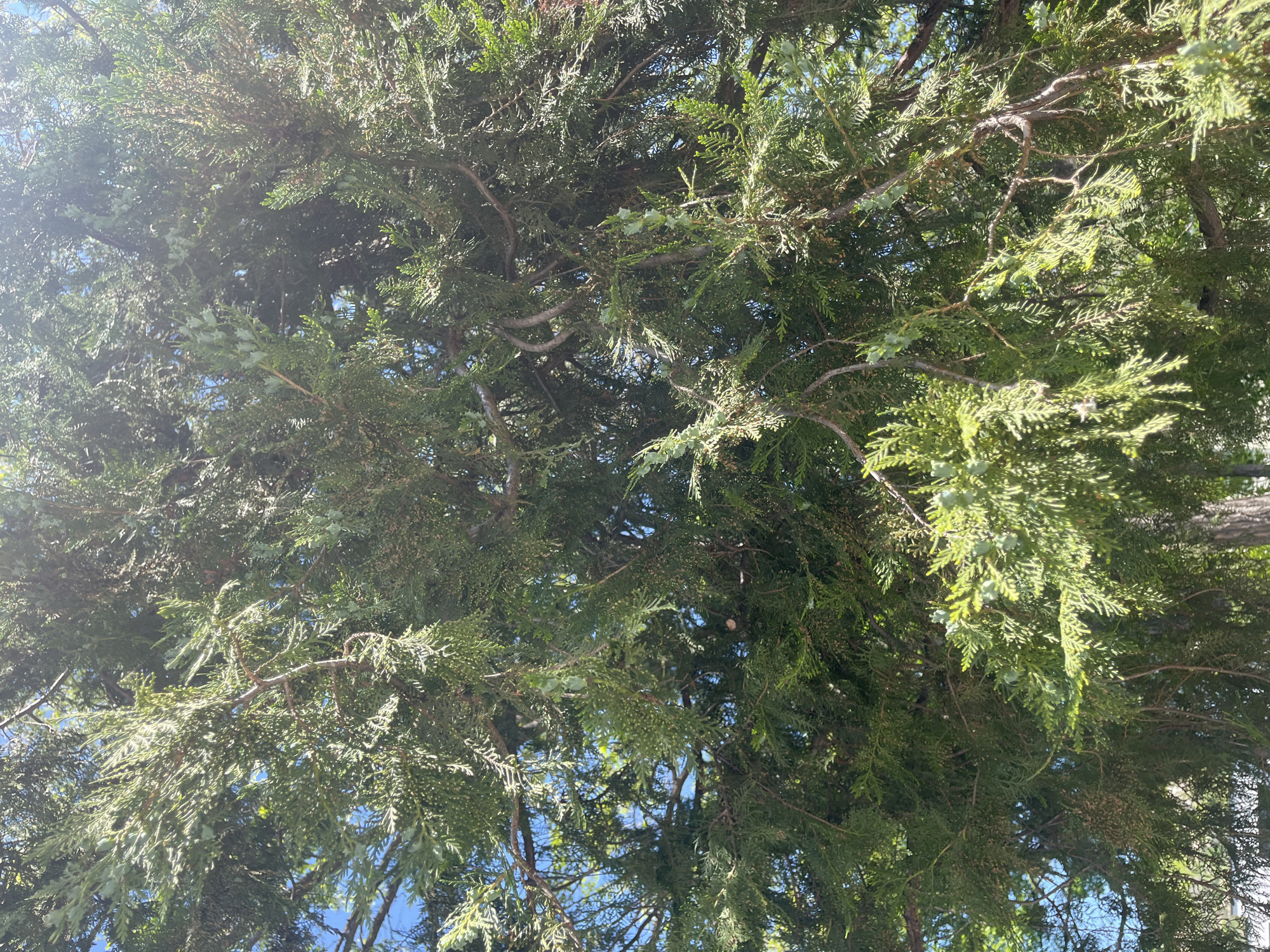 The image shows the dense foliage of a tree with small, scale-like leaves, likely a coniferous species. The tree branches are visible, and some small, round cones are present among the leaves. The background reveals glimpses of blue sky through the branches.
It is not possible to determine the exact location in Plovdiv, Bulgaria based on the image alone.
