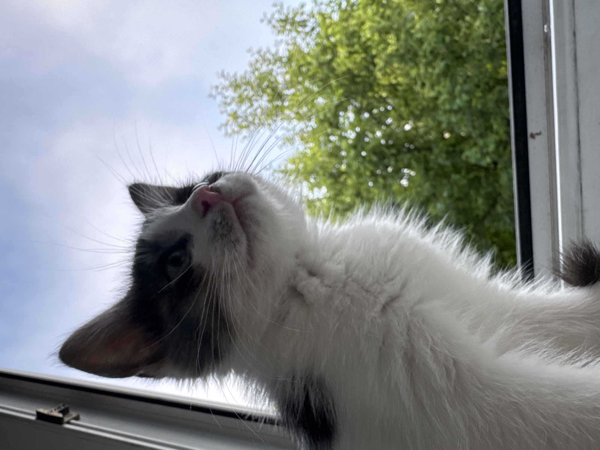 An extreme close-up, low-angle shot captures a black and white kitten looking up and to the right. The kitten's head is in the upper left quadrant of the frame, with its pink nose and whiskers prominently displayed. Its body, covered in fluffy white fur, extends down the left side of the image. Behind the kitten, a blurred background of green trees and a blue sky with clouds suggests an outdoor setting, possibly viewed from a window. The image was taken in Zaokskiy, Russia.
