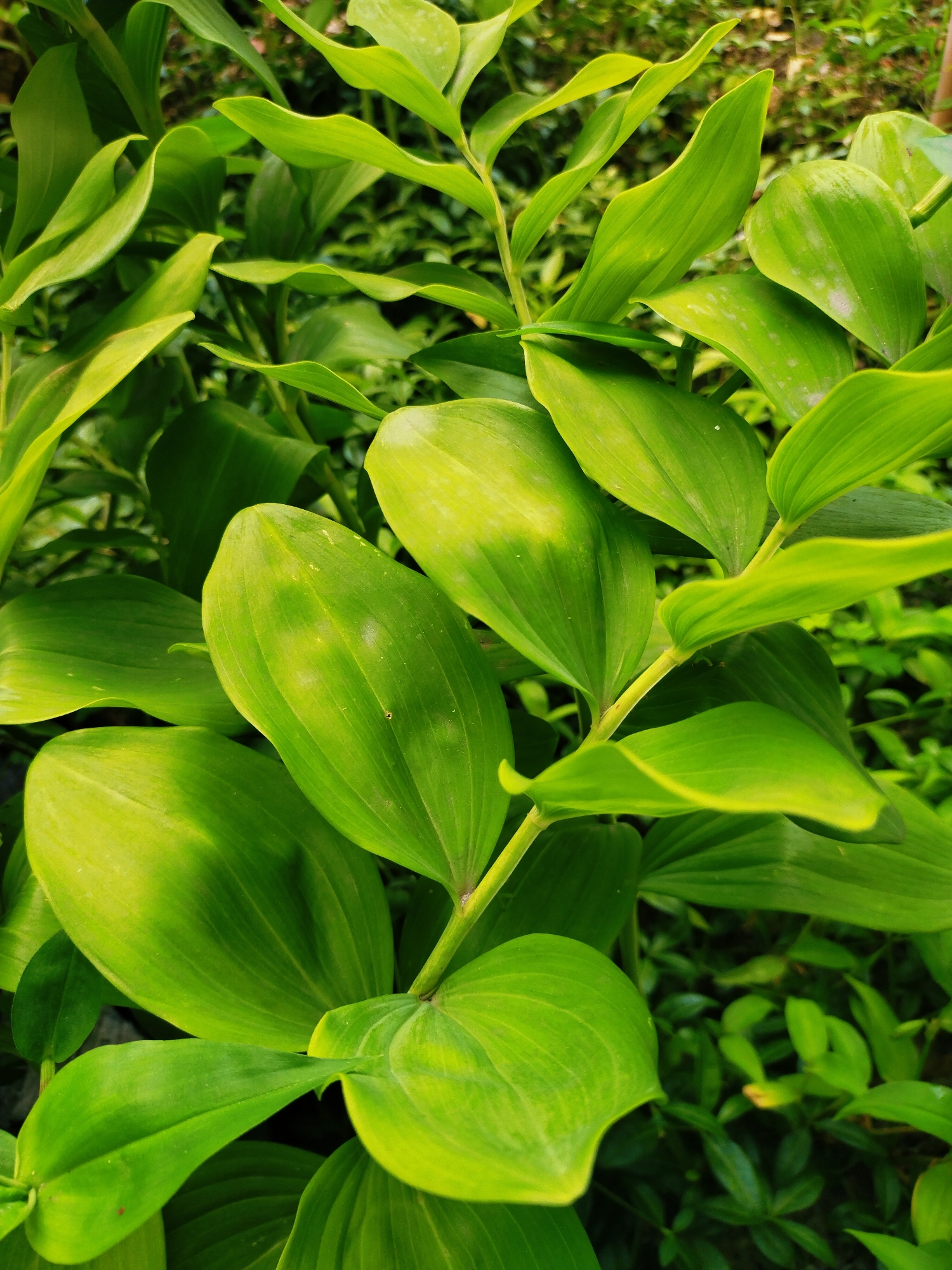 The image shows a close-up of lush, green foliage. The leaves are large and ovular, with prominent veins. Some leaves have a slight yellowing or pale spots, possibly due to lighting or a natural variation in the plant's health. The background is a blur of more green leaves, suggesting a dense garden or natural setting. There are no people, animals, or man-made structures visible in the image. The scene is devoid of any recognizable landmarks or context that would place it specifically within the city of Horishni Plavni, Ukraine. The photograph is focused on the natural beauty of the plant life.