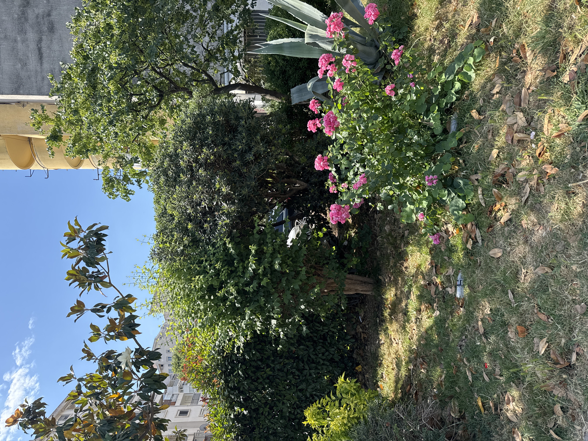 The image depicts a sunny outdoor scene, possibly a garden or park area in Šušanj, Montenegro. Vegetation includes: trees, shrubs, flowers (pink roses), and a large agave plant. The ground is covered in grass and fallen leaves. There is a discarded plastic water bottle on the ground. Buildings are visible in the background.