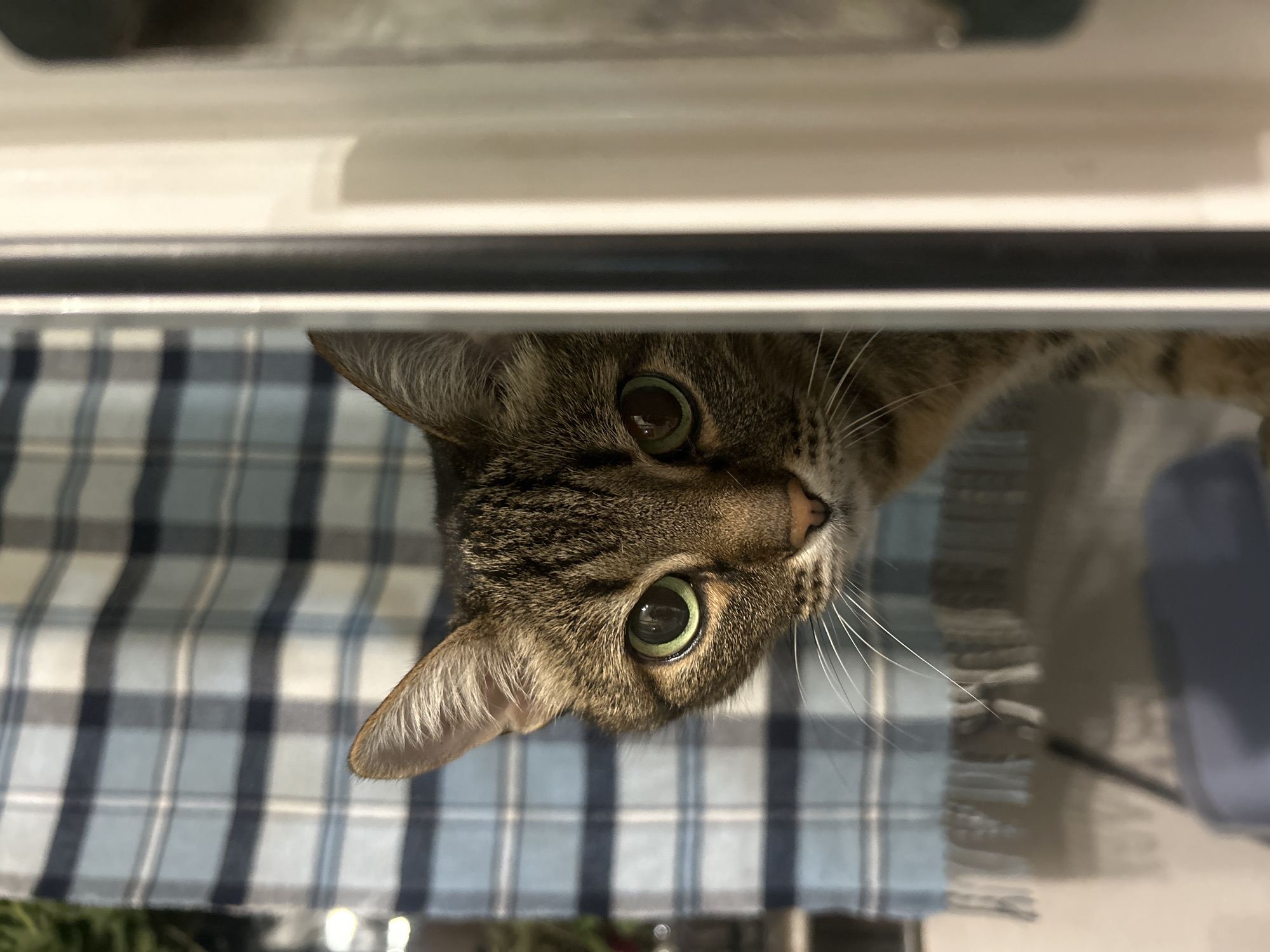 A tabby cat with green eyes peeks out from behind a vertical white object, its face taking up most of the frame. The cat is looking directly at the camera. In the background, a blue and white plaid curtain is visible. The scene is dimly lit, suggesting it is indoors, possibly in a residential setting. There is no indication of the cat's location in Moscow, Russia.