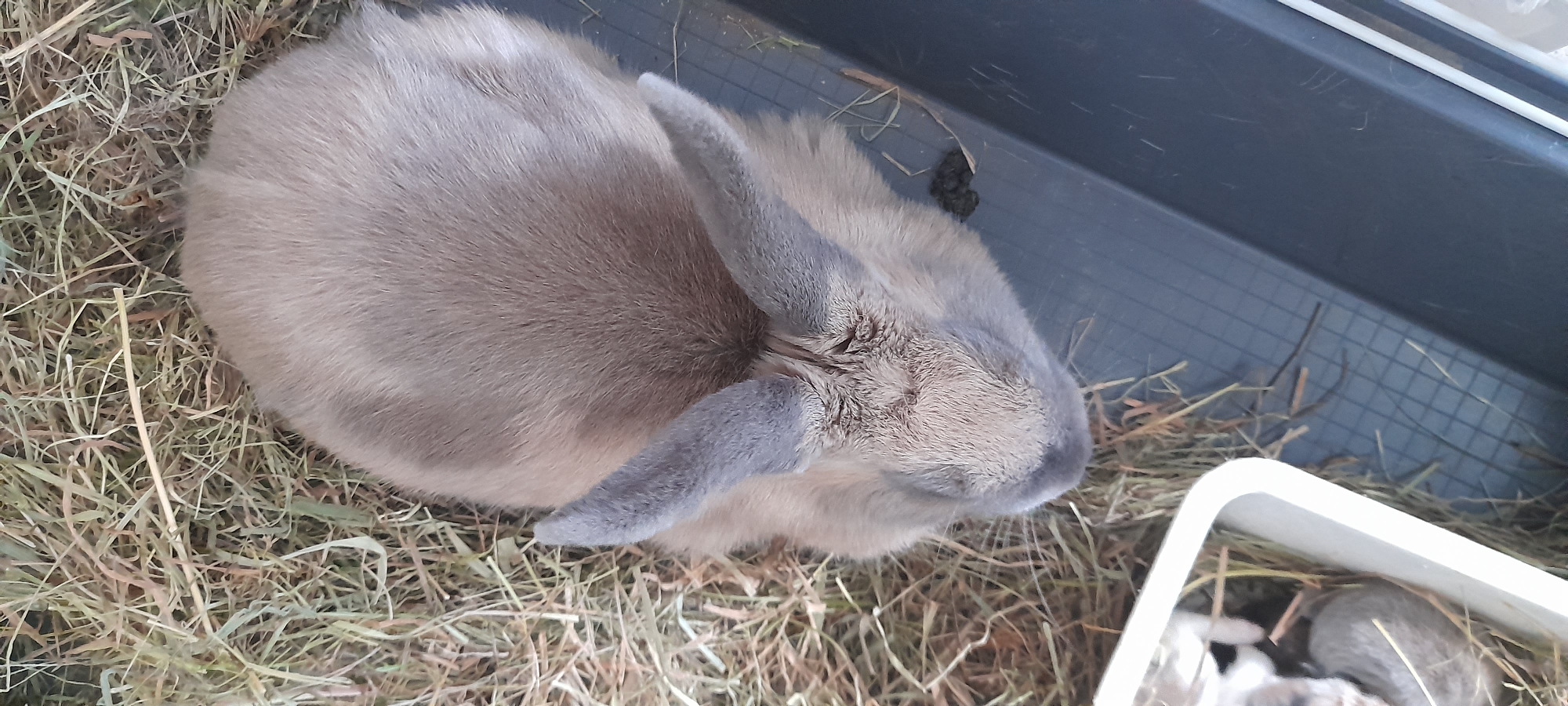 A top-down, close-up, outdoor, slightly angled shot captures a light brown rabbit with grey-tipped ears resting on a bed of dry hay. The rabbit is facing away from the camera and towards the lower left of the frame. Its body is rounded, and its ears are held upright and slightly angled outwards. The hay is coarse and dry, with some strands extending beyond the rabbit's form. To the right of the rabbit, a dark grey, textured surface, possibly plastic, is visible, with some small dark droppings on it. In the lower left corner, a white plastic container is partially visible, containing what appears to be another small animal, possibly a rabbit, with white fur. The overall environment suggests an enclosure or pen.