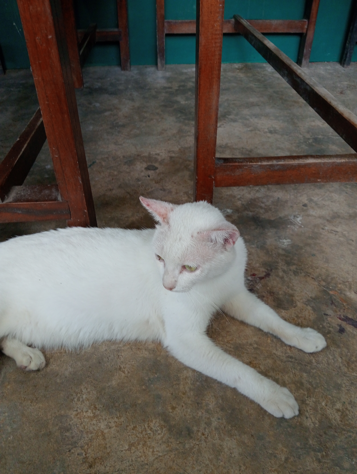A white cat is lying on a concrete floor in what appears to be an outdoor or semi-outdoor setting. The cat is facing to the right of the frame, with its body stretched out. Behind the cat, there are dark wooden legs of tables or chairs. The background wall is painted a dark green color. The concrete floor has some dark spots and stains on it. The overall lighting suggests it is daytime. The location is identified as Campago Selatan, Indonesia.